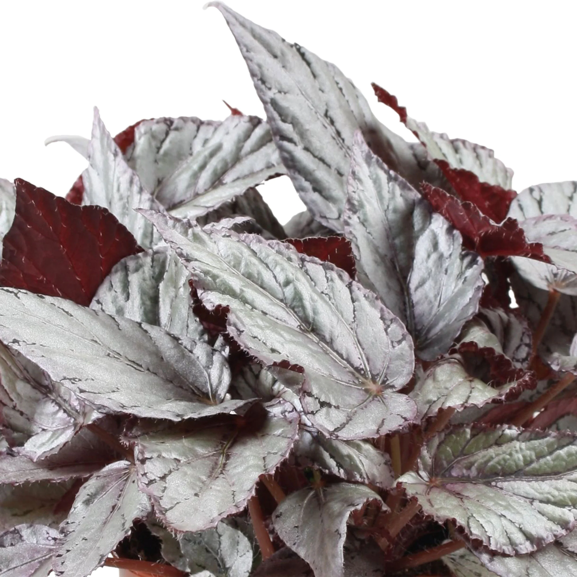 Bégonia Begonia 'Arctic Breeze' - Image 3