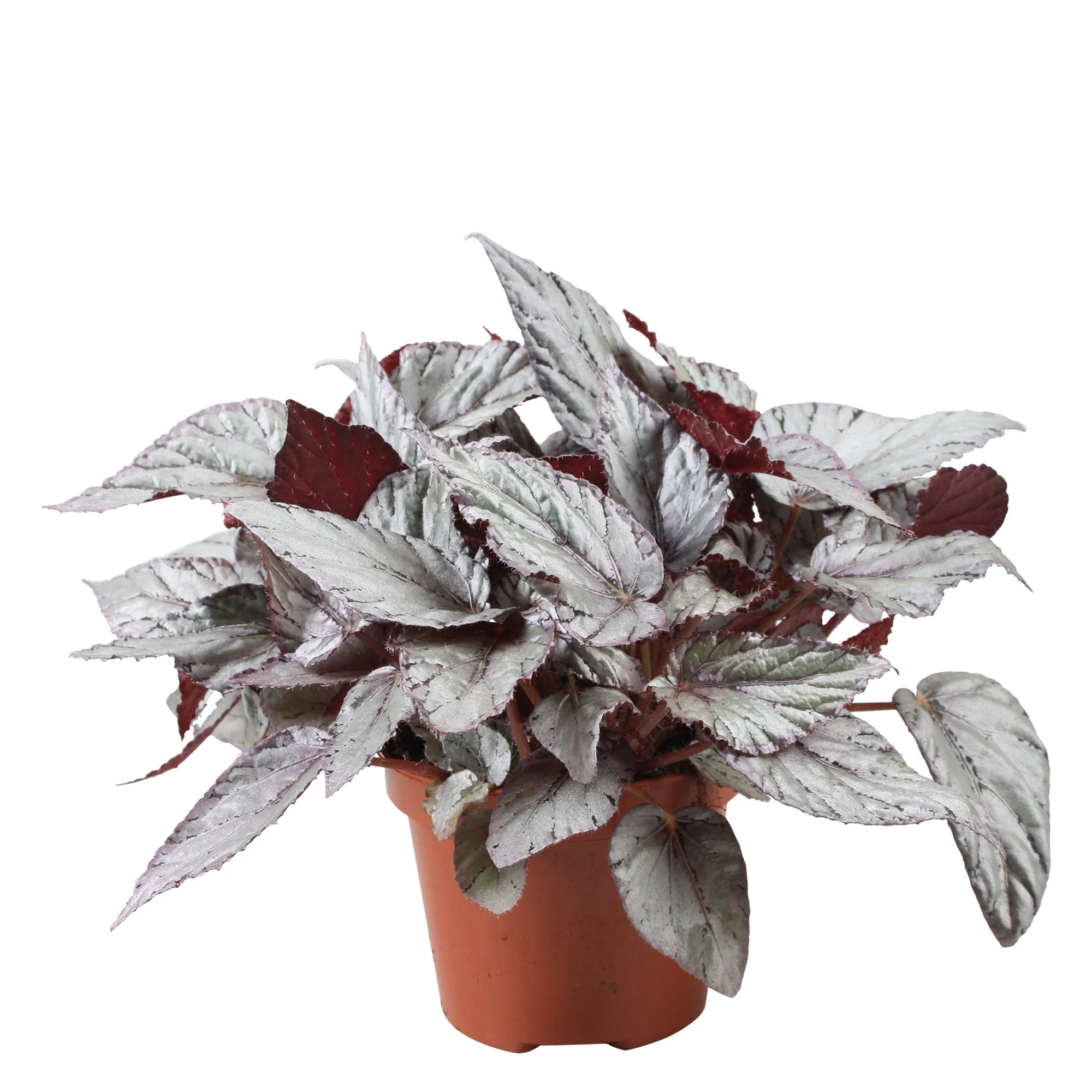 Bégonia Begonia 'Arctic Breeze' - Image 4