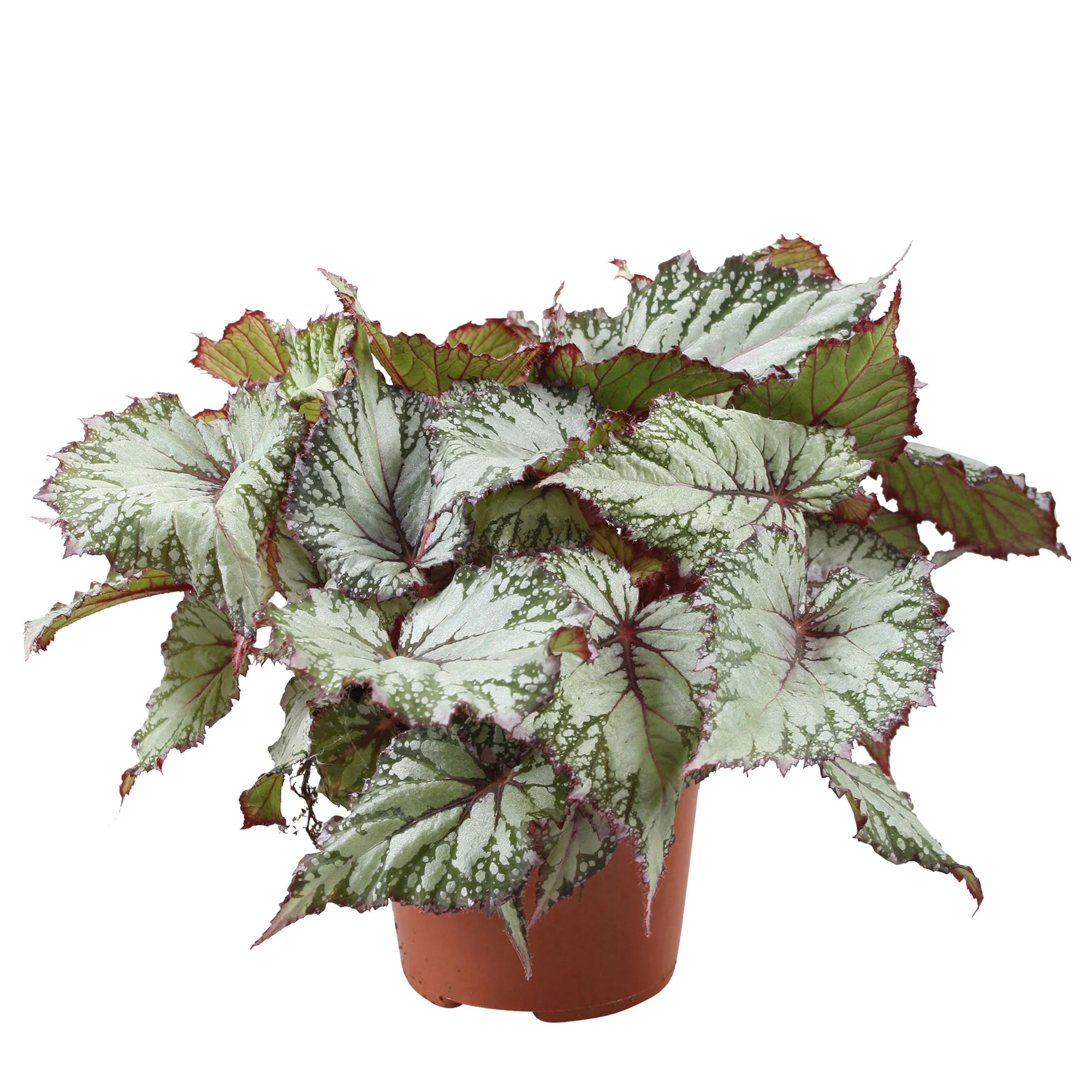 Bégonia Begonia 'Asian Tundra' - Image 5