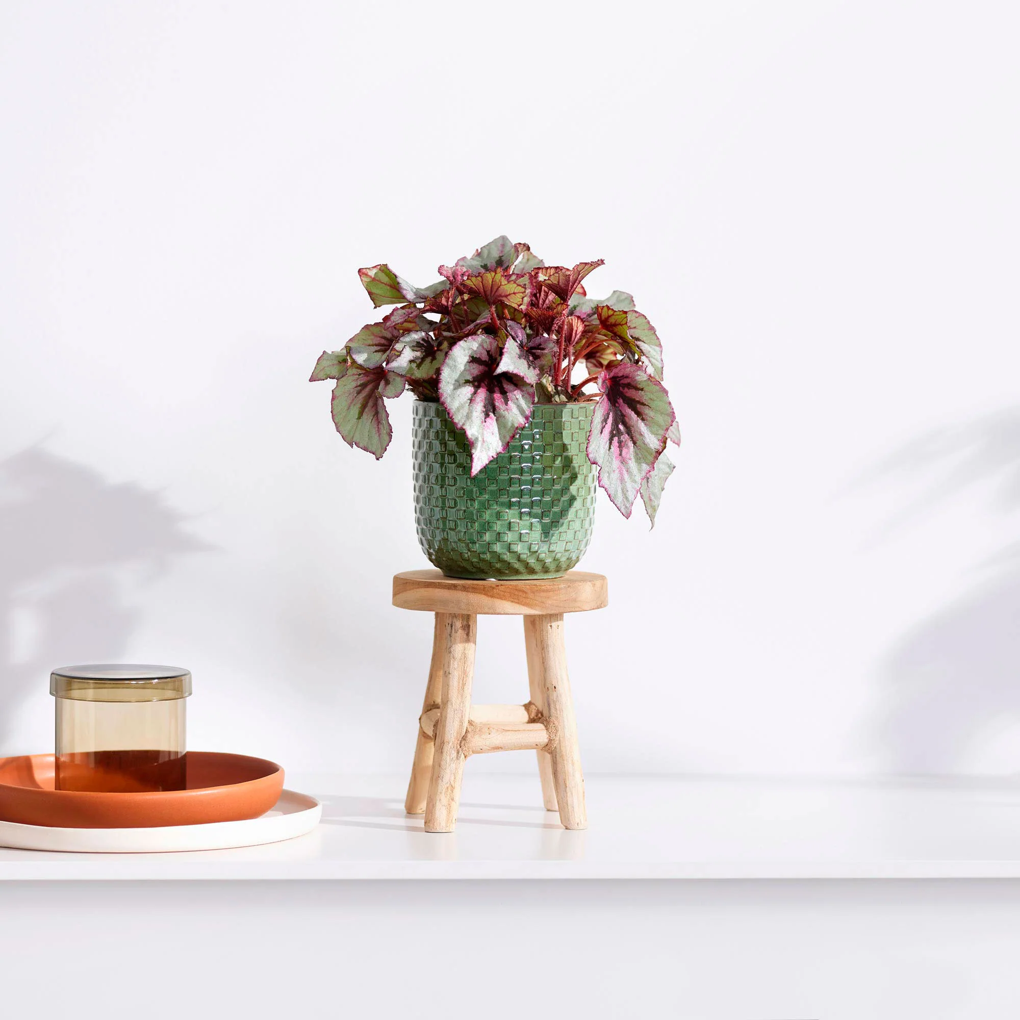 Bégonia Begonia 'Asian Tundra' avec pot décoratif et tabouret - Image 2