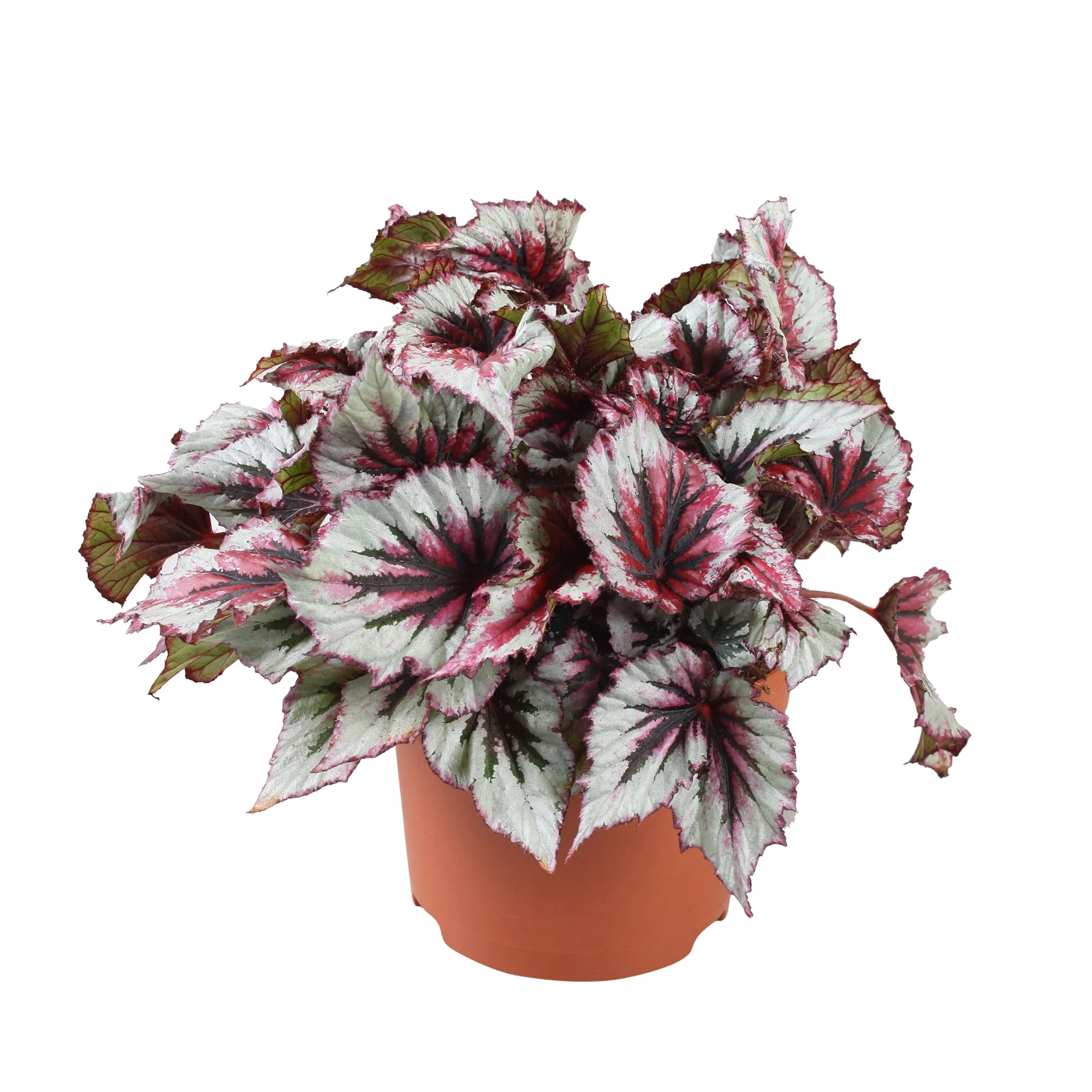 Bégonia Begonia 'Evening Glow' - Image 4