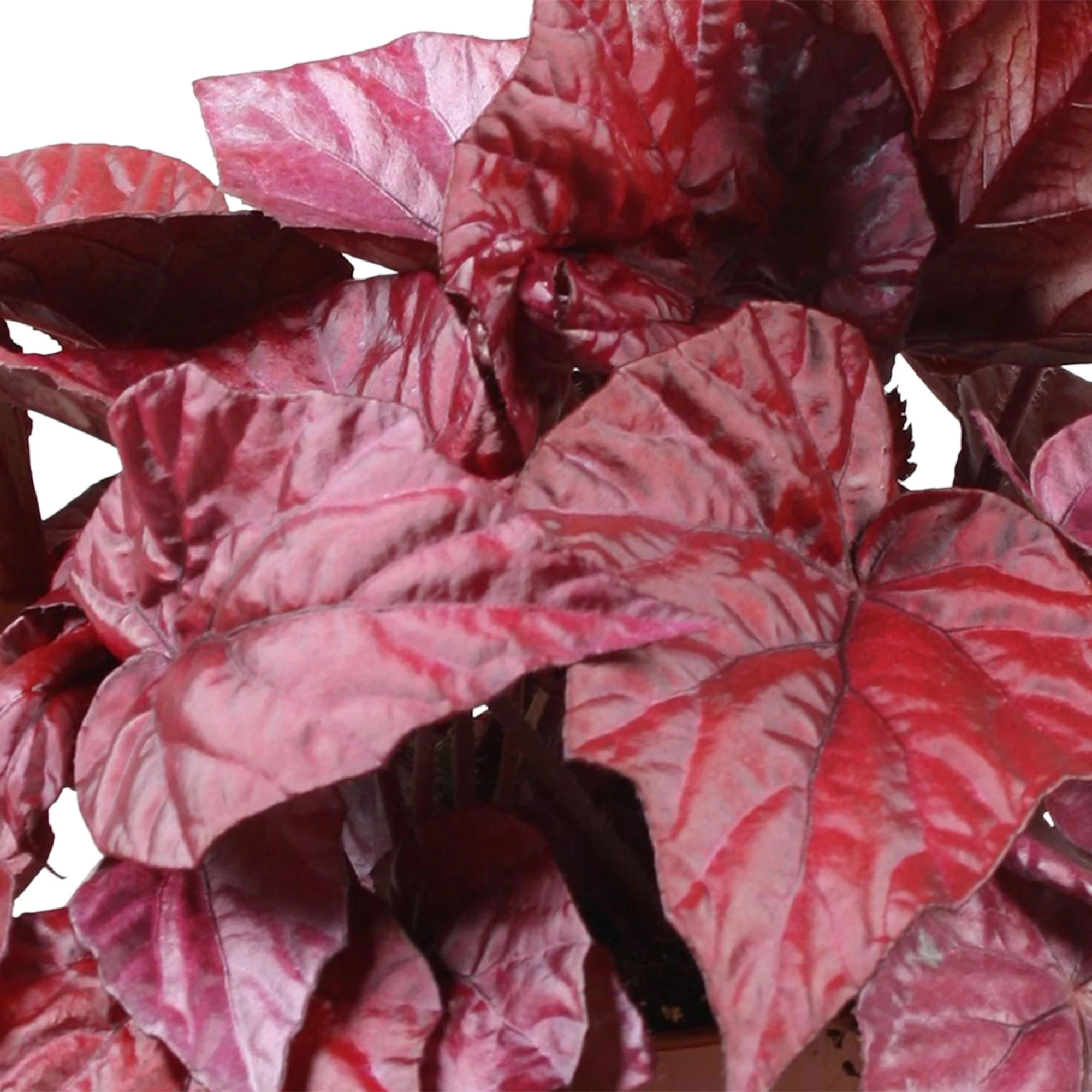 Bégonia Begonia 'Inca Flame' - Image 3