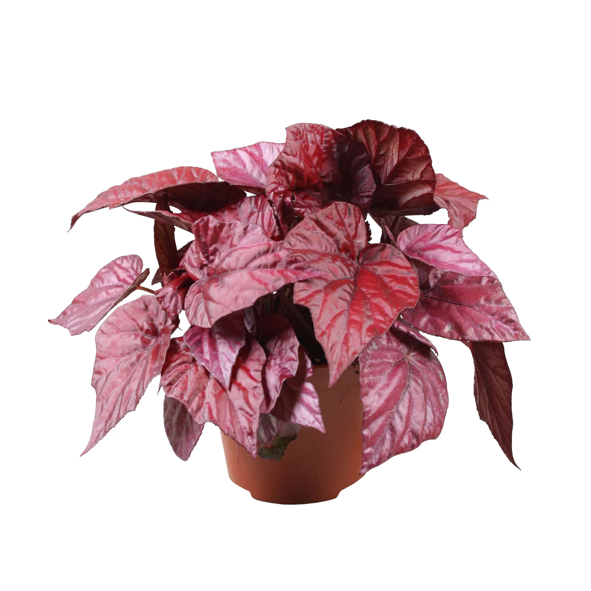 Bégonia Begonia 'Inca Flame' - Image 4