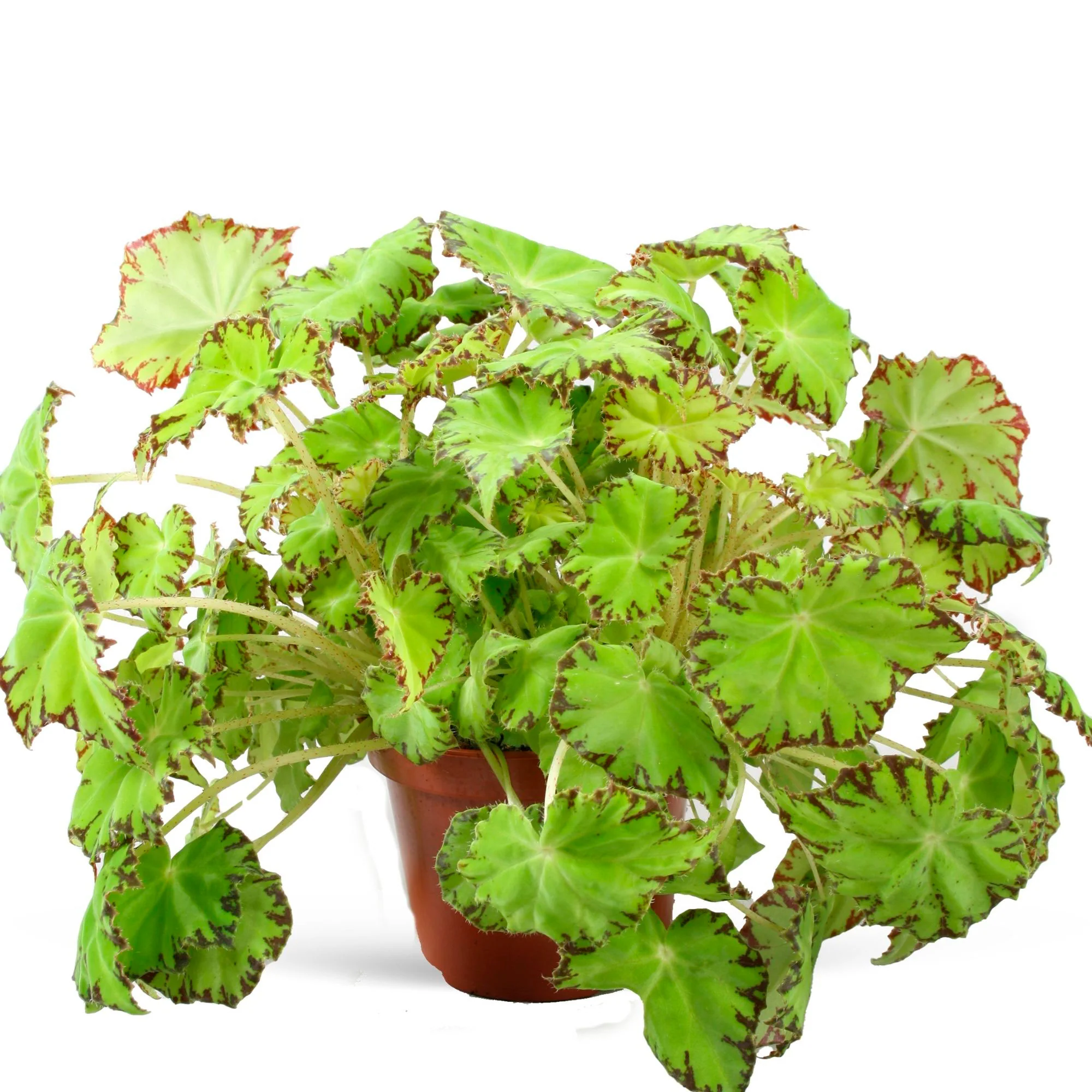 Bégonia Begonia 'Lima Love' - Image 5