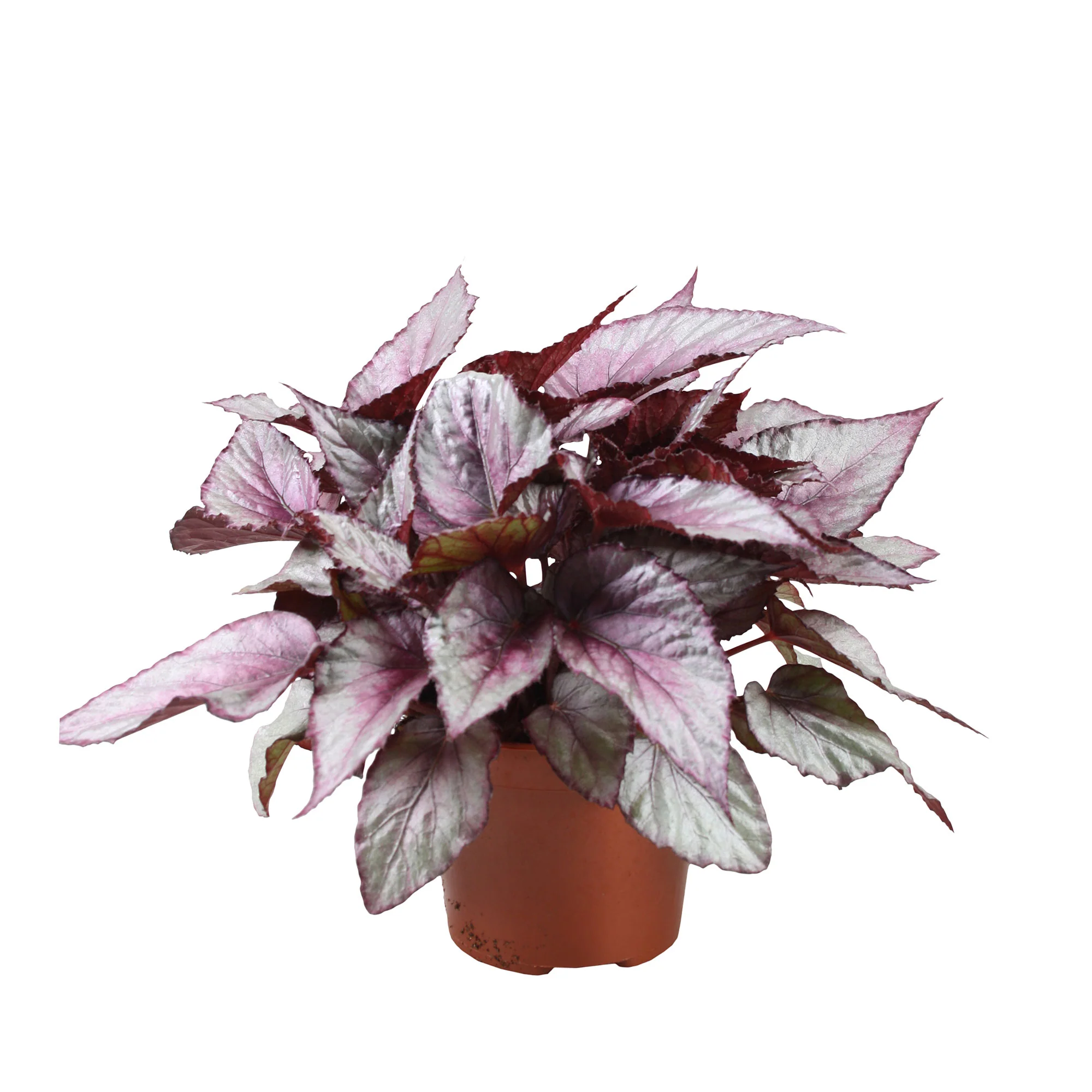 Bégonia Begonia 'Maori Haze' - Image 3