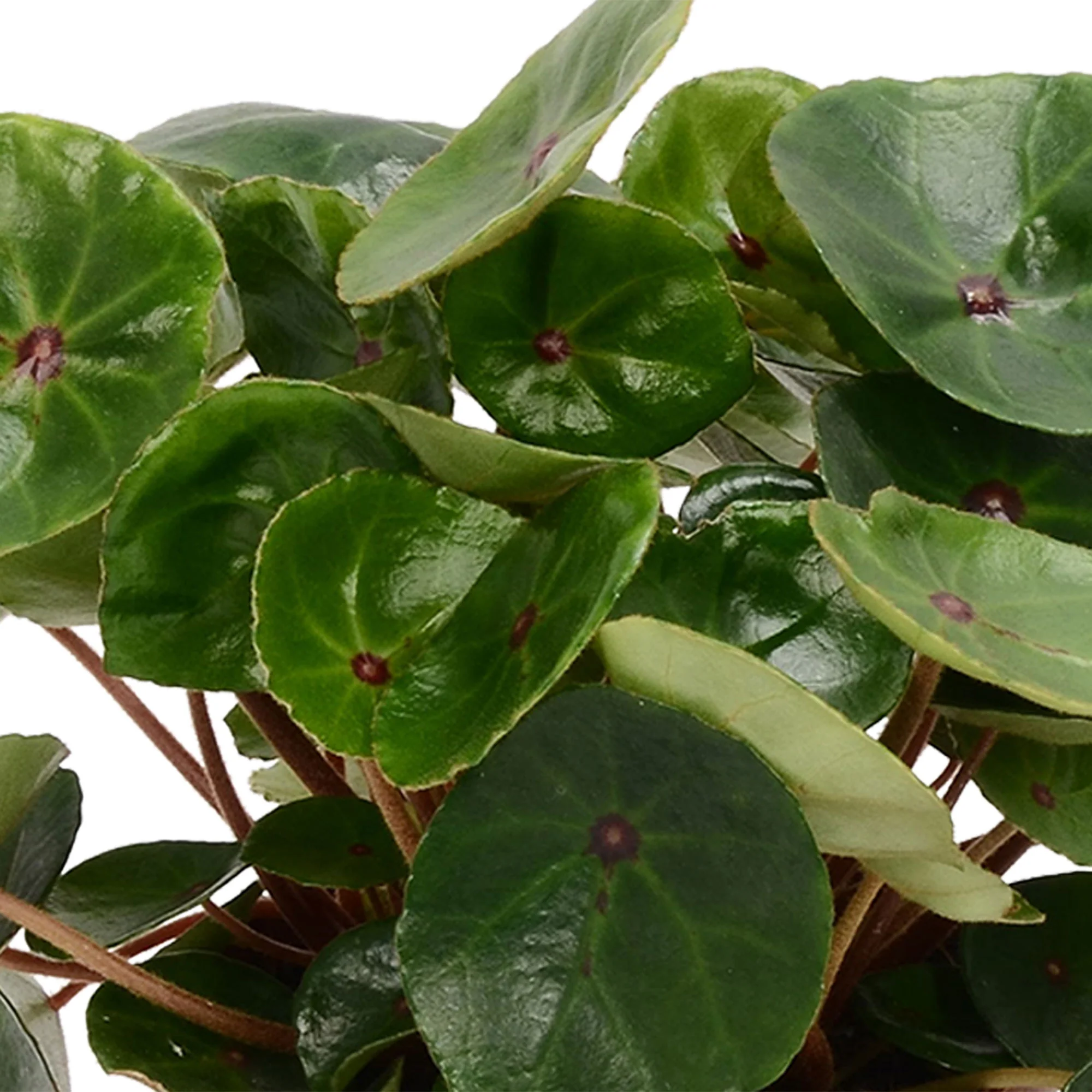 Bégonia Begonia 'Red Ruby' - Image 2