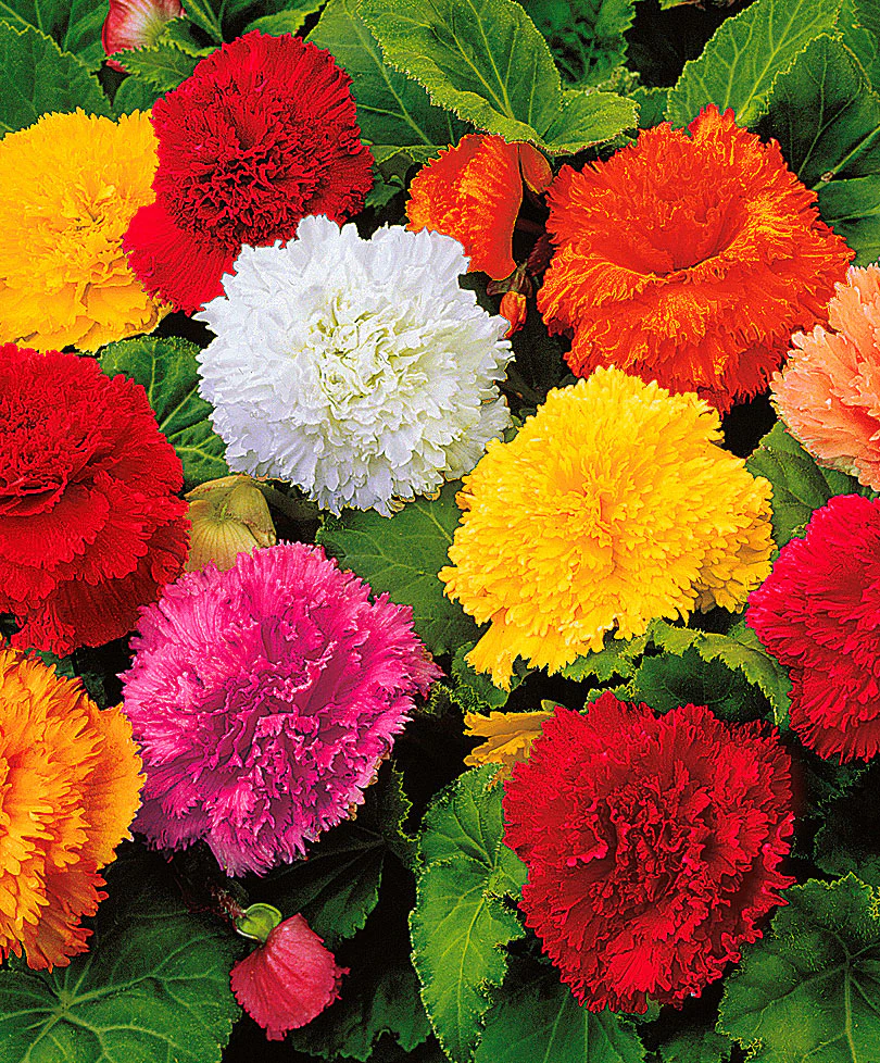 Bégonias frisés en mélange 'Fimbriata'