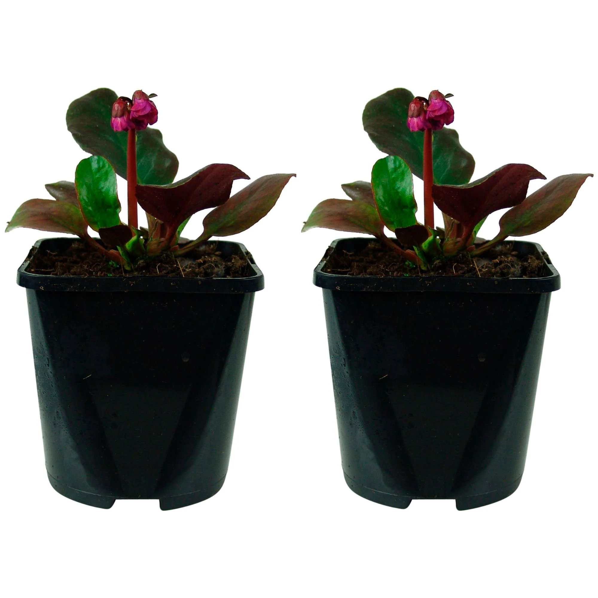 Bergenia 'Eroica' Rose - Bio - Image 5