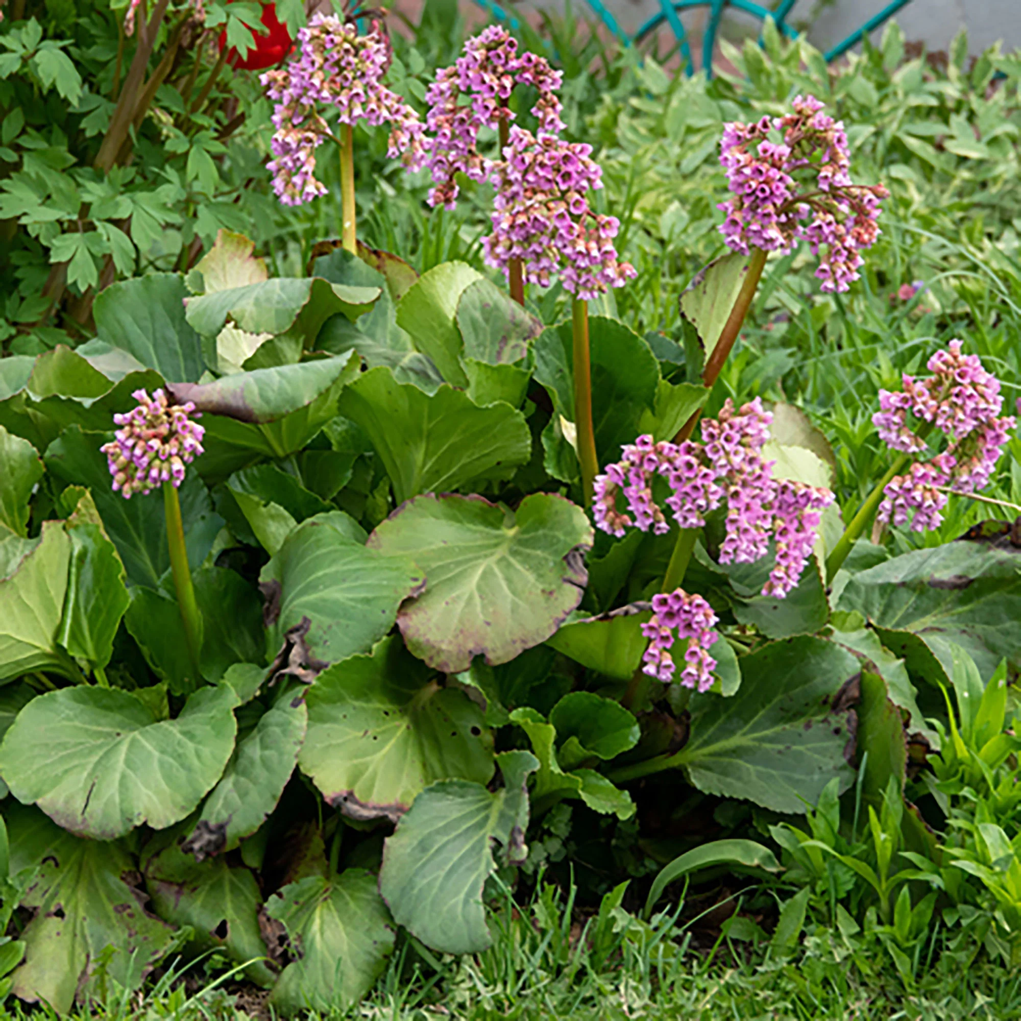 Bergenia 'Purpurea' Rose - Image 2