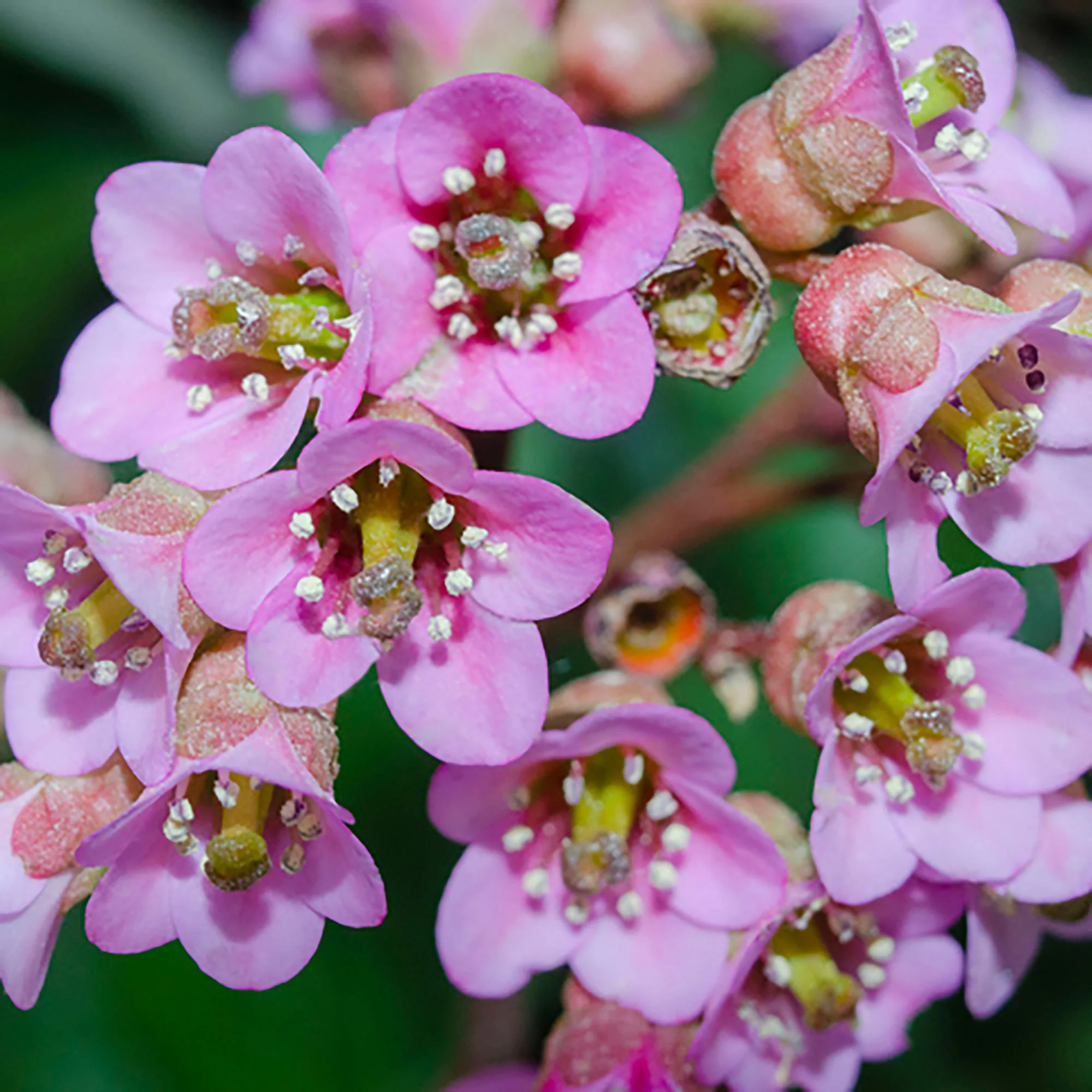 Bergenia 'Purpurea' Rose - Image 3