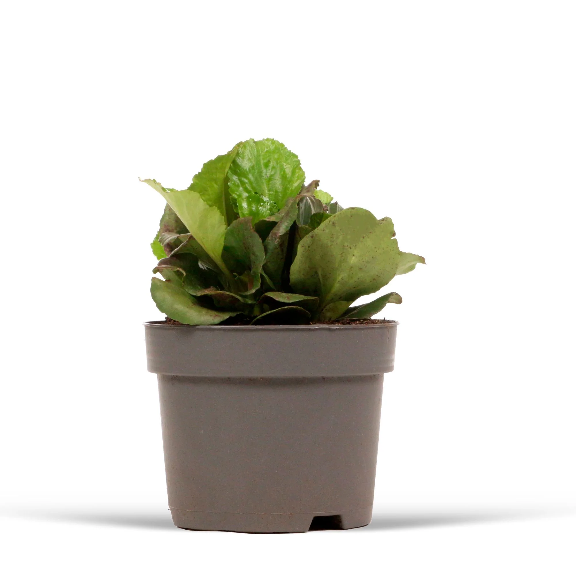 Bergenia 'Purpurea' Rose - Image 4