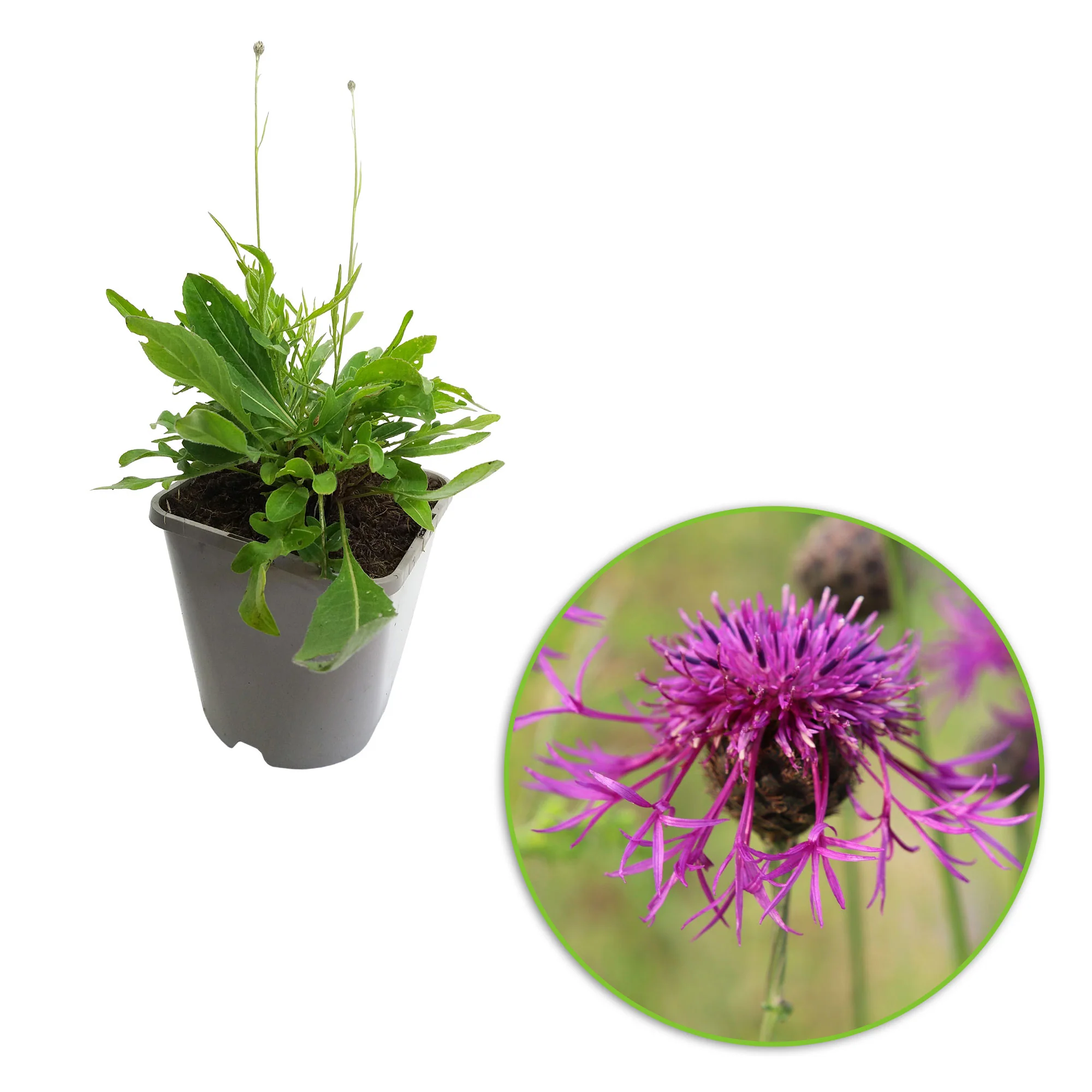 Bleuet Centaurea scabiosa violet Biologique - Image 4