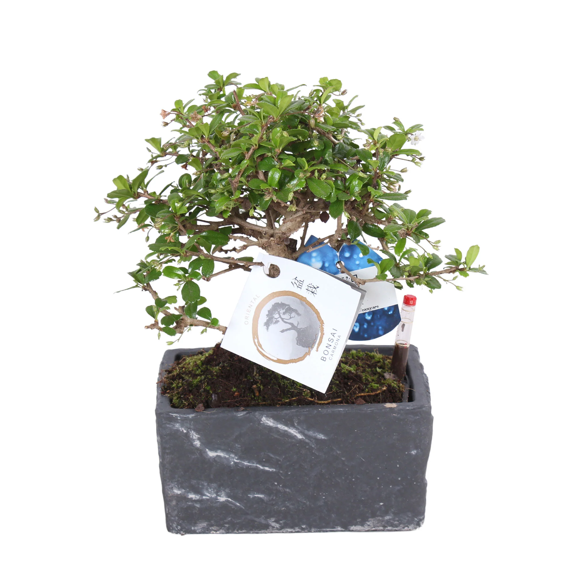Bonsaï Carmona microphylla avec cache-pot en céramique à l'aspect pierre bleue avec indicateur de niveau d'eau - Image 3