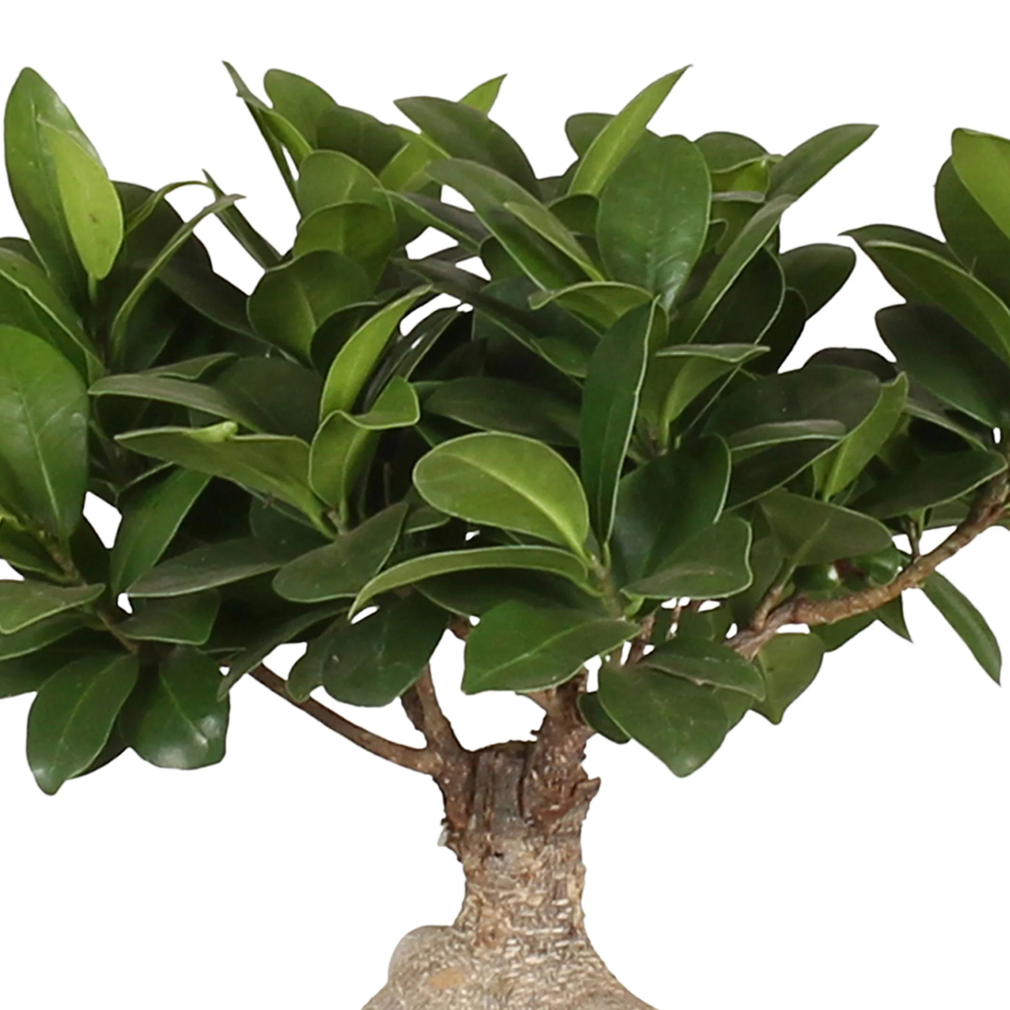 Bonsaï Ficus 'Gingseng' avec cache-pot en céramique