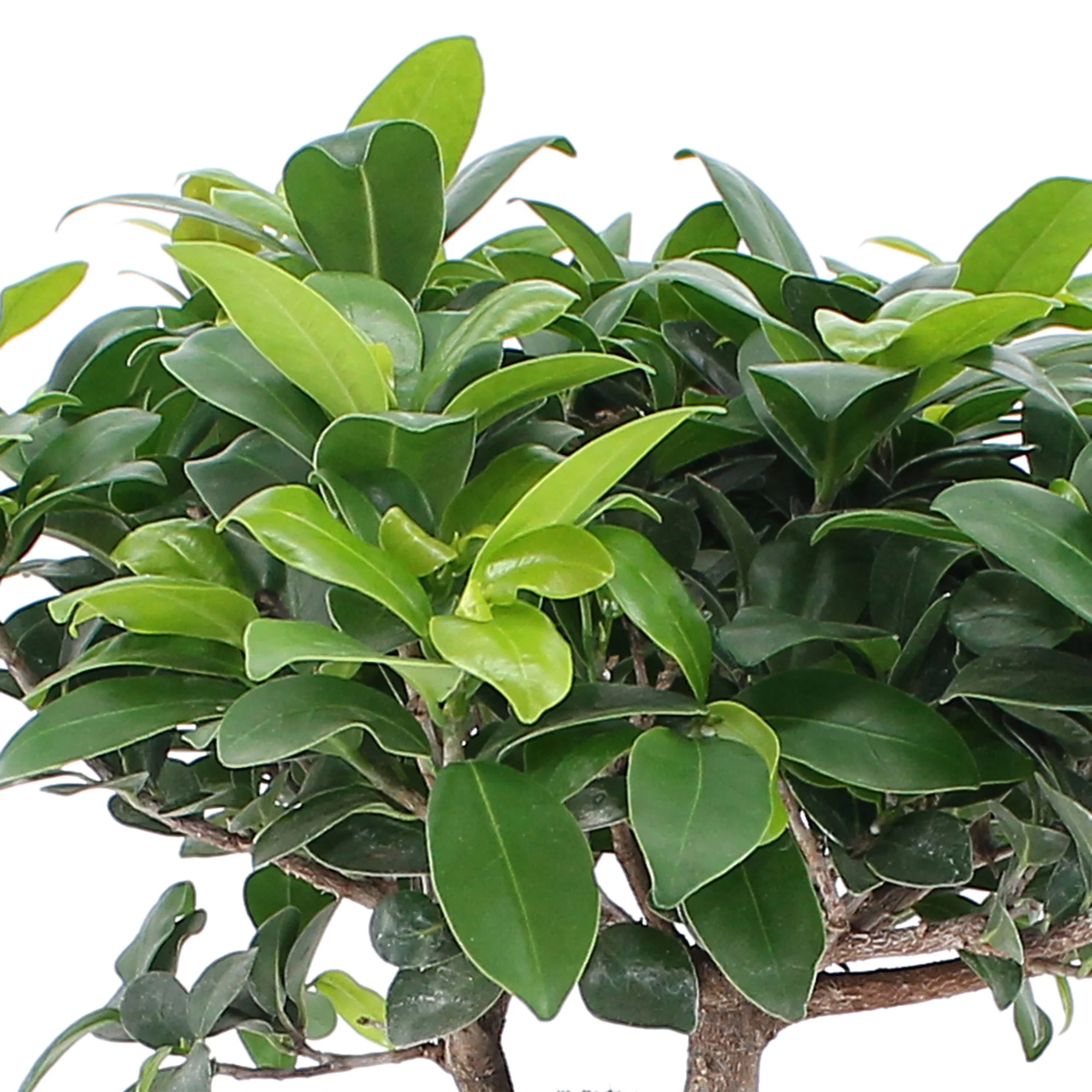 Bonsai Ficus 'Ginseng' pot en béton incluse - Image 3