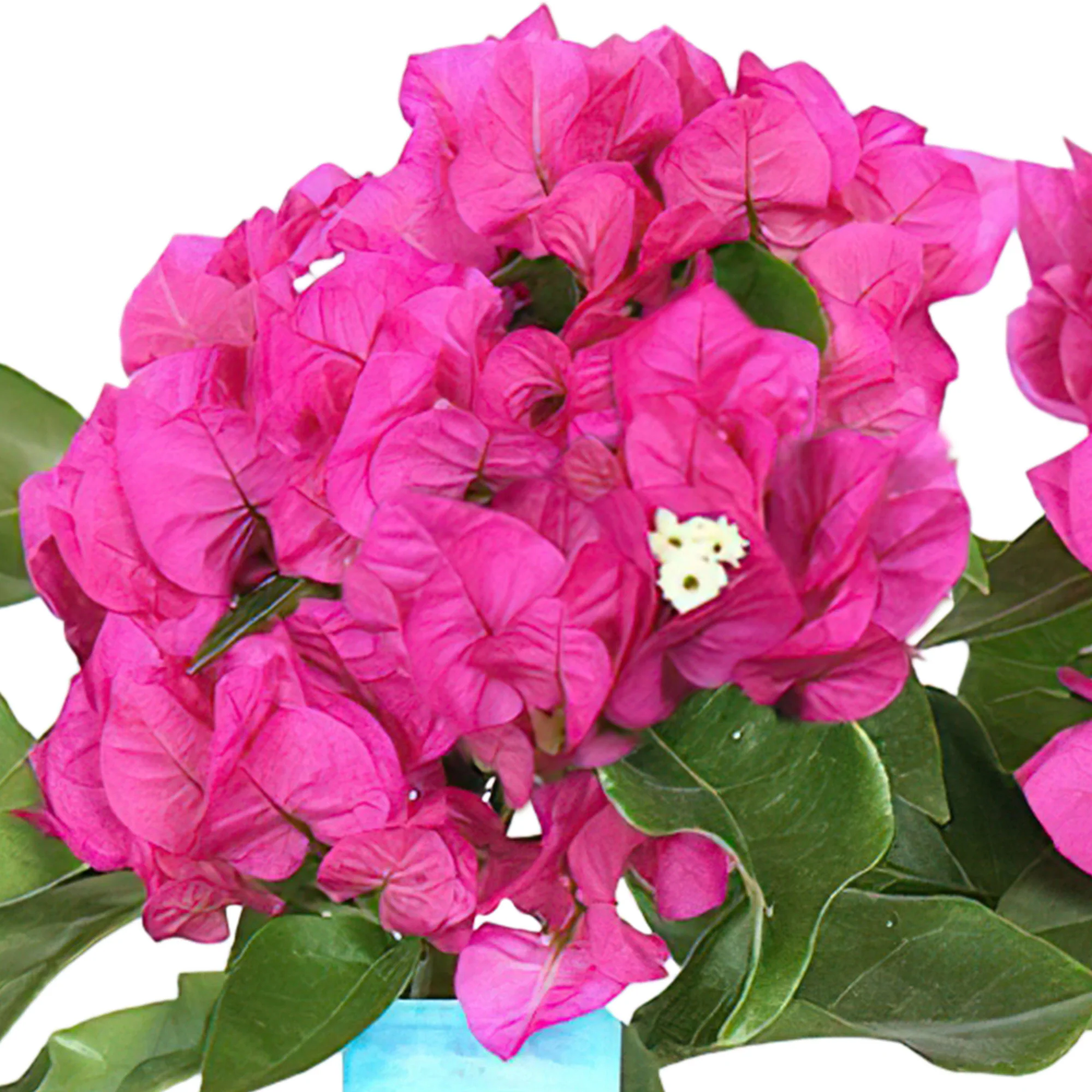 Bougainvillea 'Vera Deep Purple' pyramid Violet - Image 2
