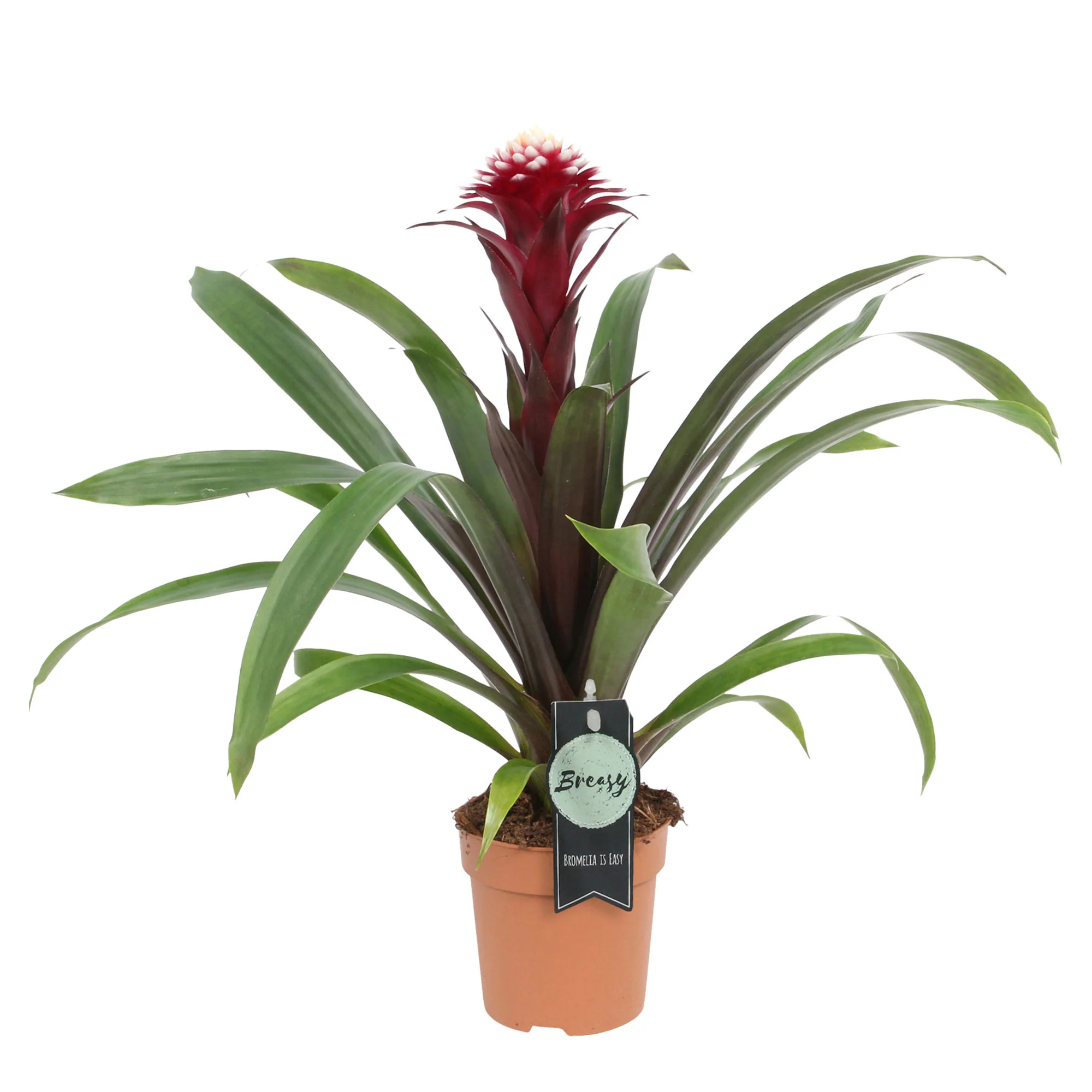 Bromélia Guzmania 'Francesca' vert-rouge - Image 3