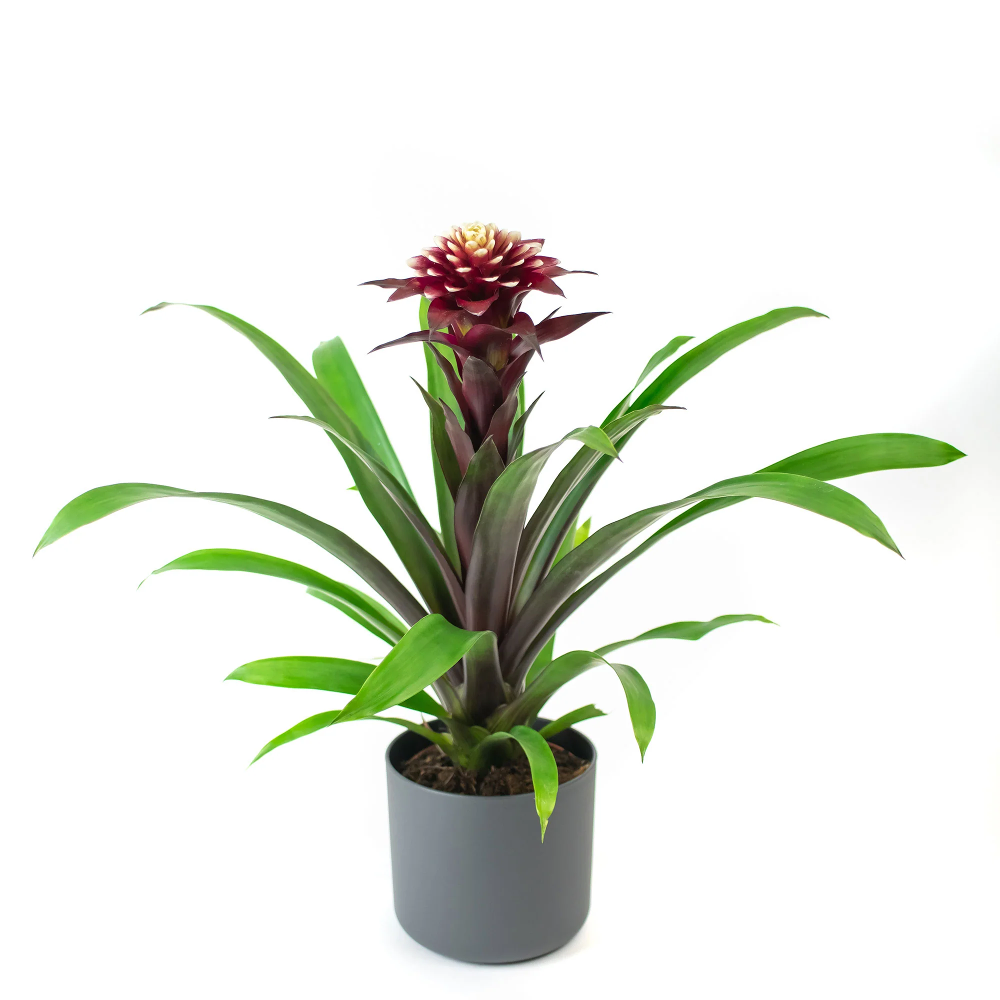 Bromélia Guzmania 'Francesca' vert-rouge avec pot décoratif - Image 4