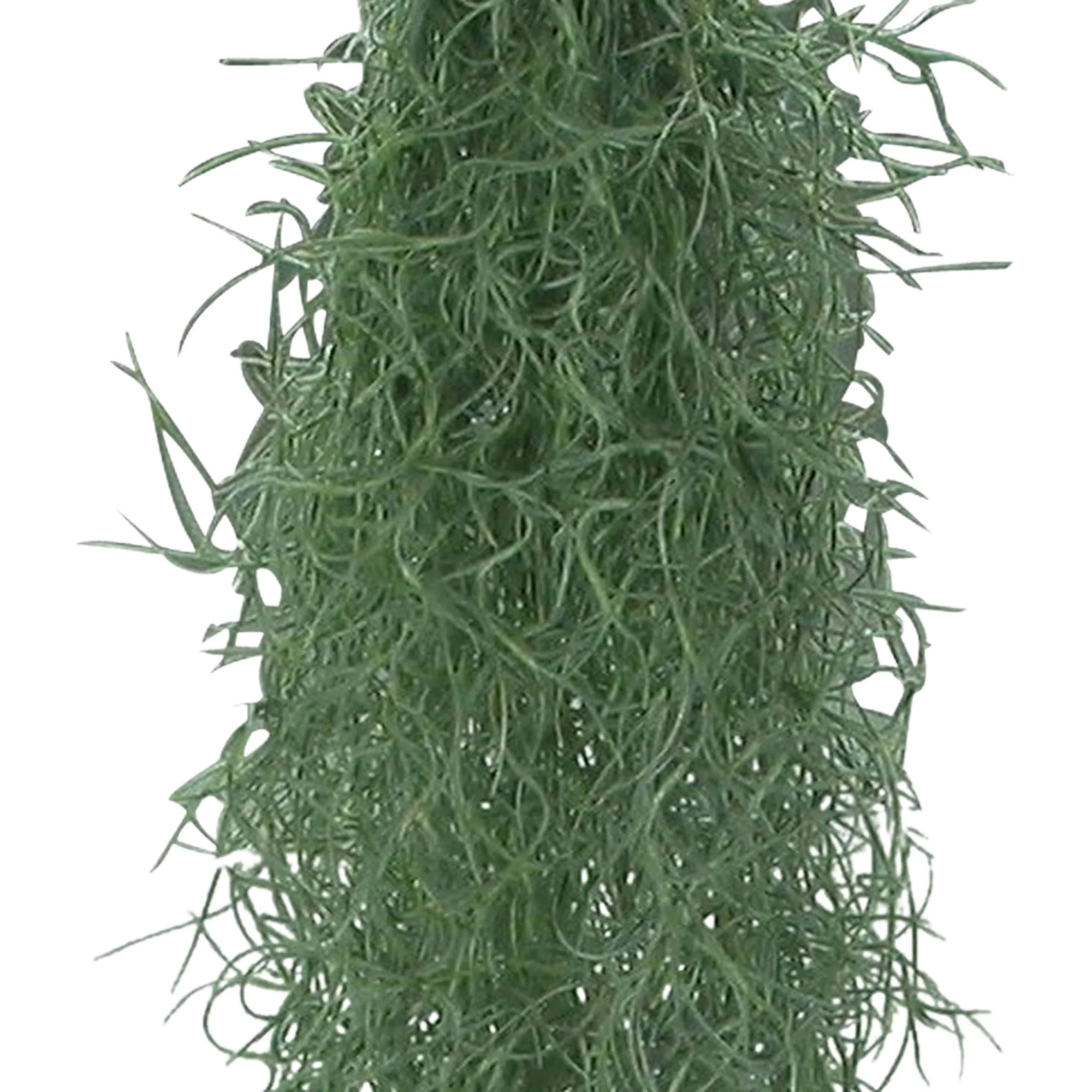 Bromélia Tillandsia usneoides  - Plante suspendue - Image 3
