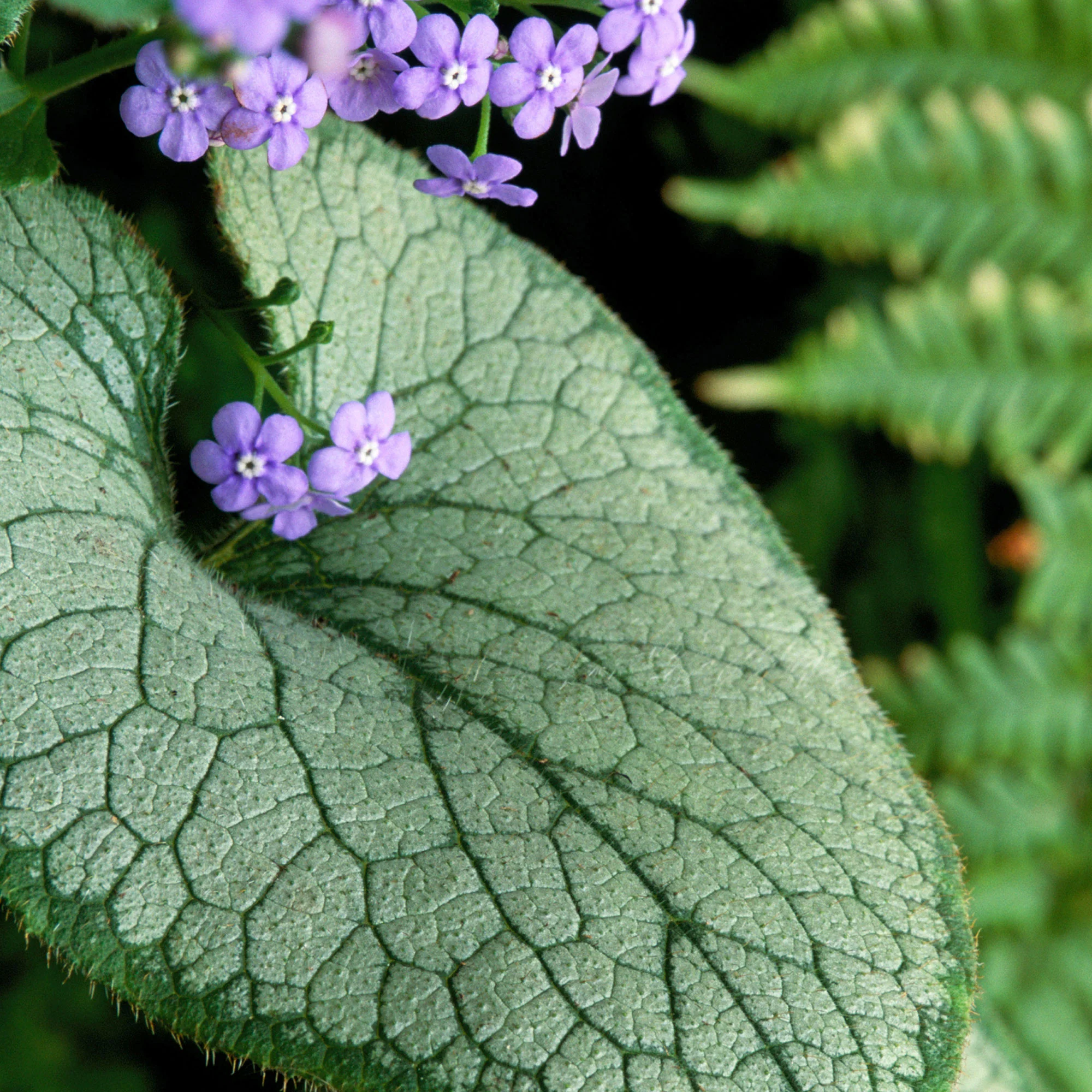 Brunnera 'Jack Frost' Bleu - Image 3