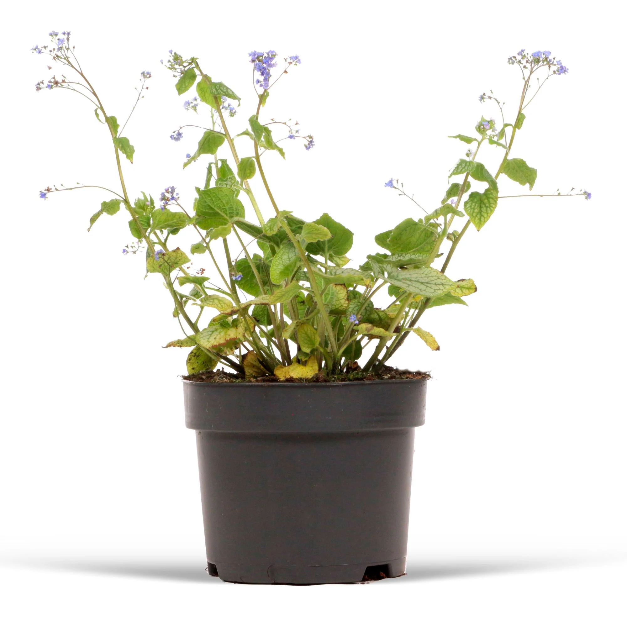 Brunnera 'Jack Frost' Bleu - Image 4