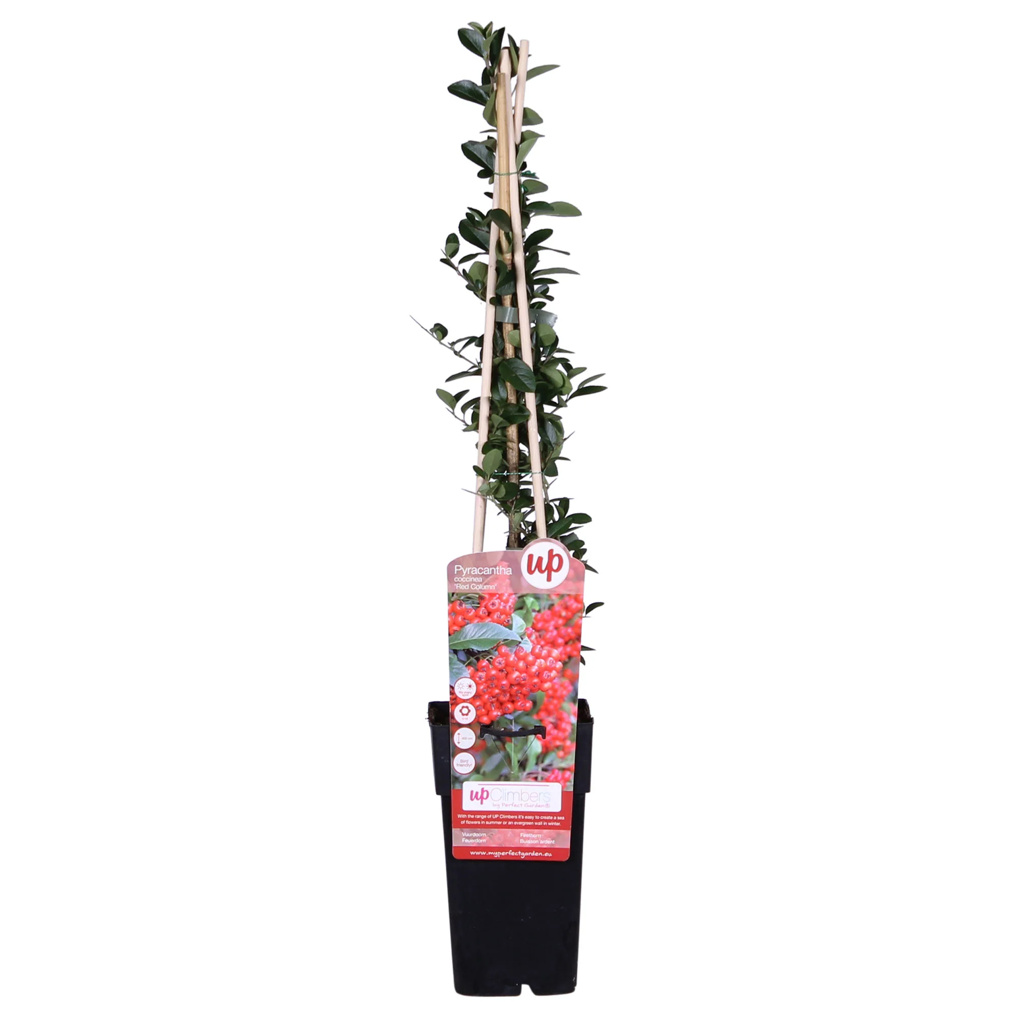 Buisson ardent ‘Red Column‘ vert-rouge - Image 3