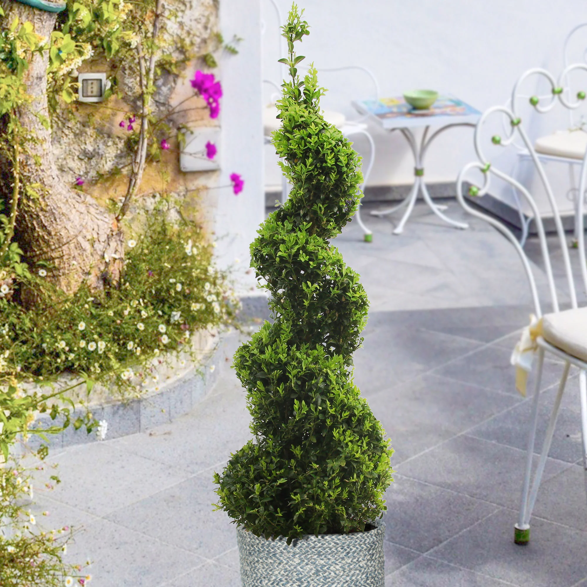 Buxus sempervirens forme de spirale - Image 3