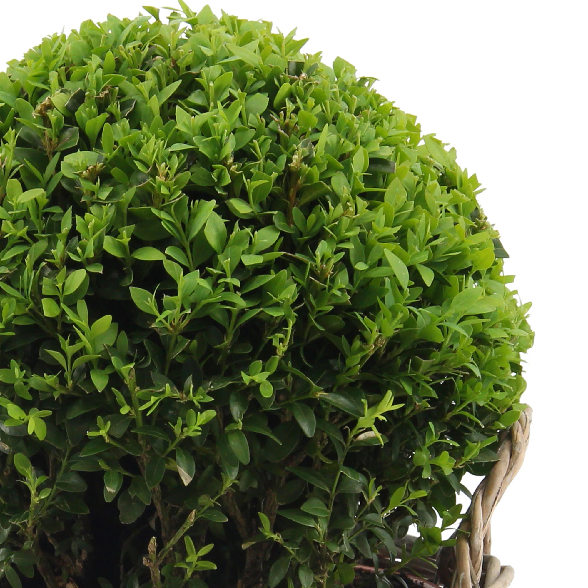 Buxus sempervirens panier incl. - Image 2