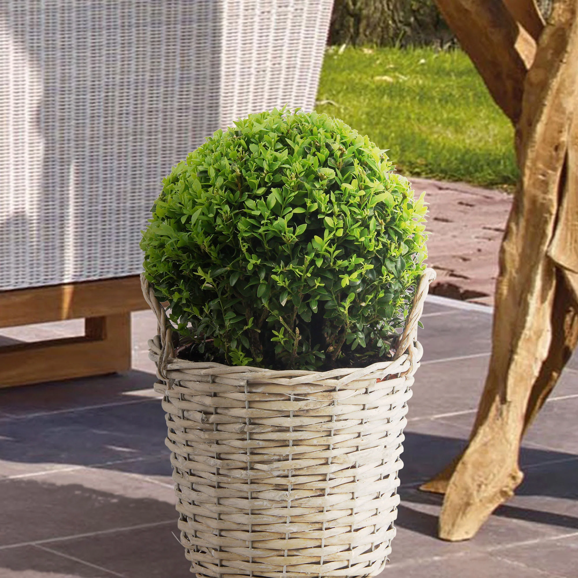 Buxus sempervirens panier incl. - Image 3