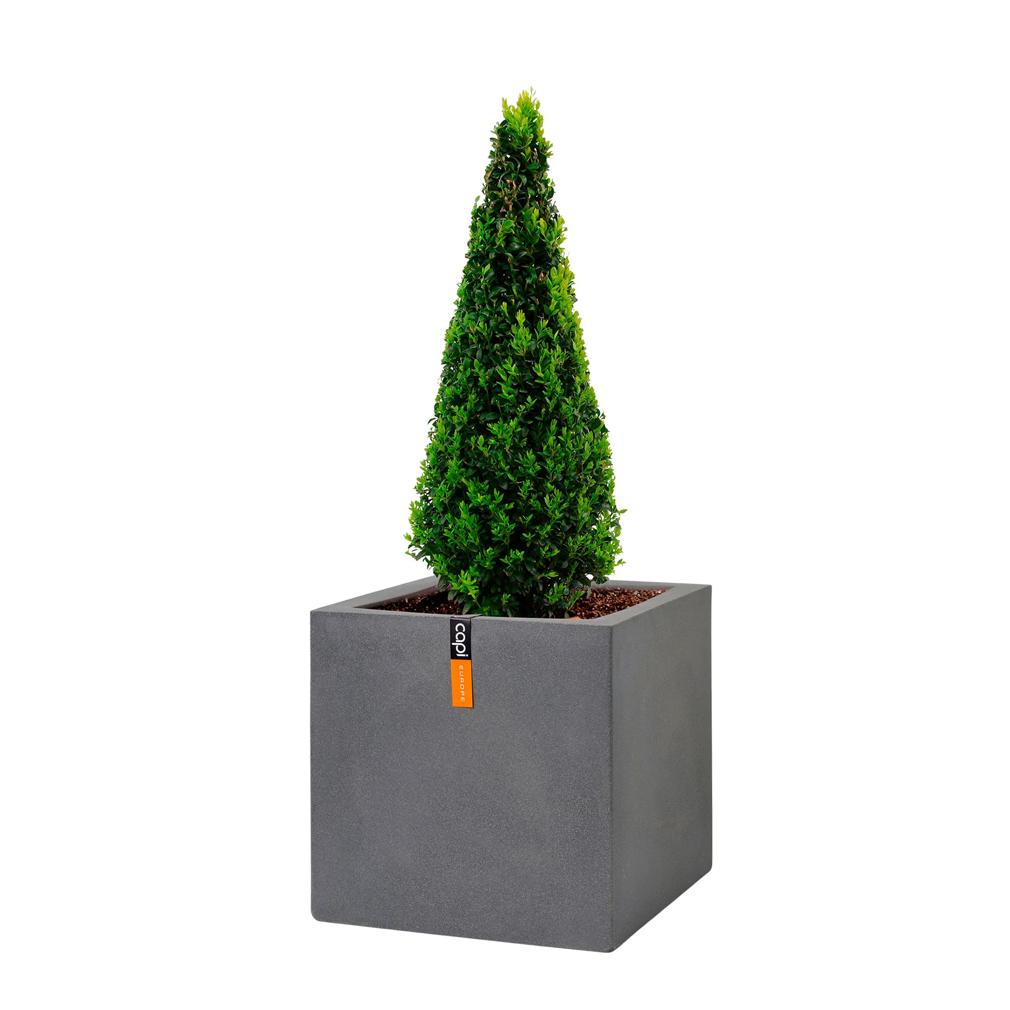 Buxus sempervirens pyramidal avec pot de fleurs anthracite - Image 5