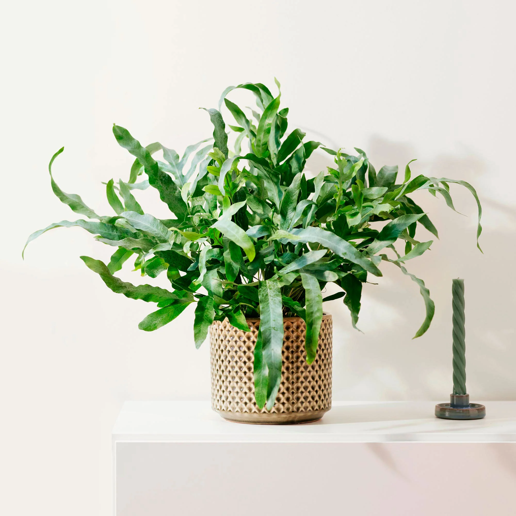Cache-pot TS Thies vert