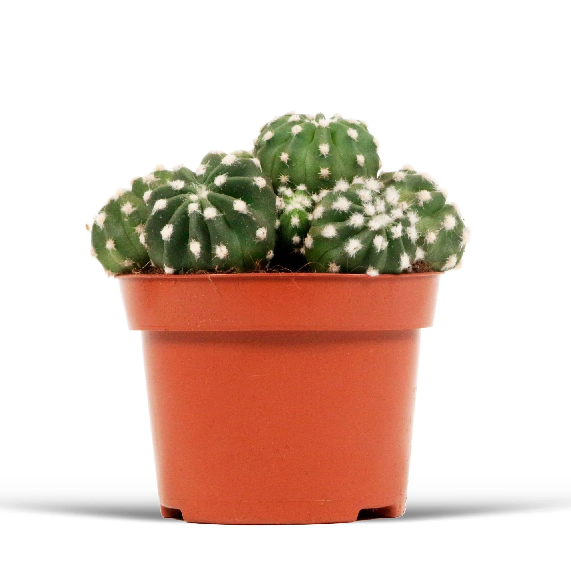 Cactus boule Echinopsis oxygona - Image 3