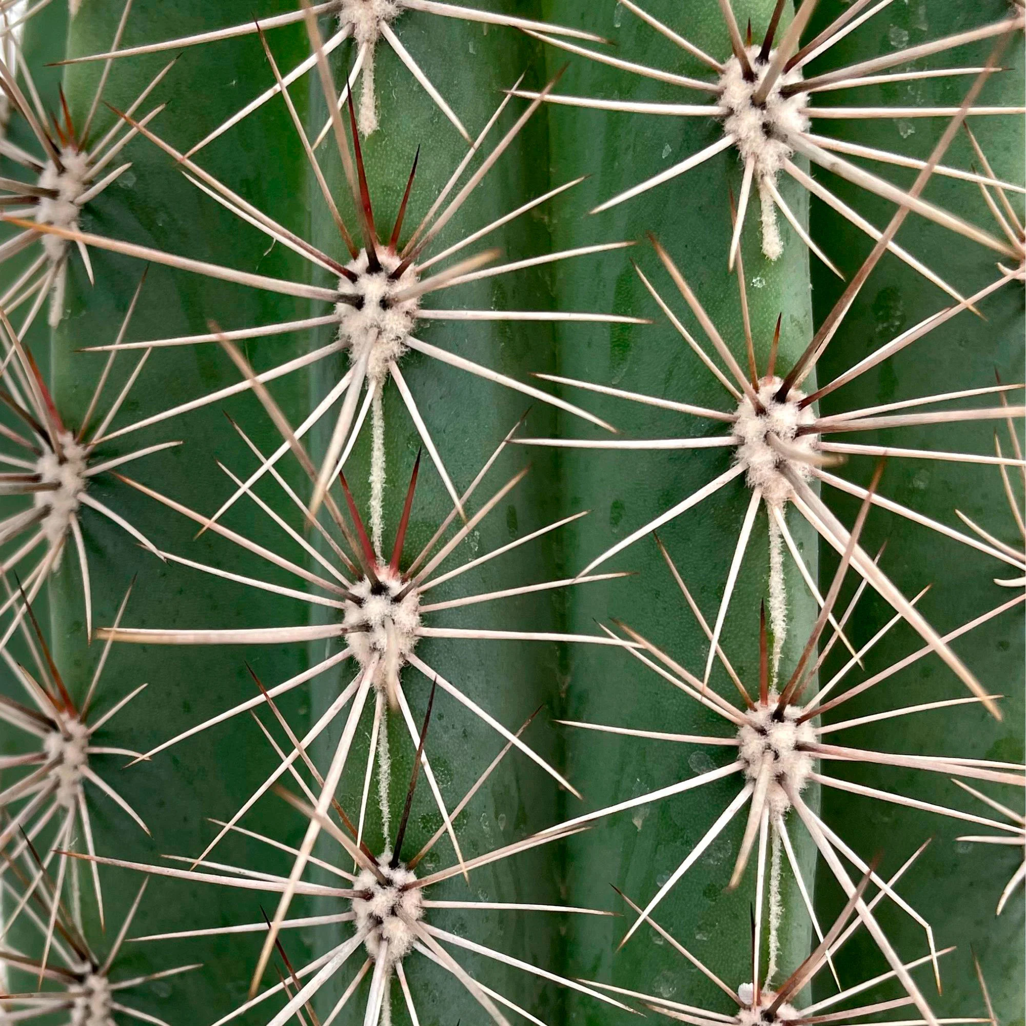 Cactus colonnaire Pachycereus pringlei - Image 3