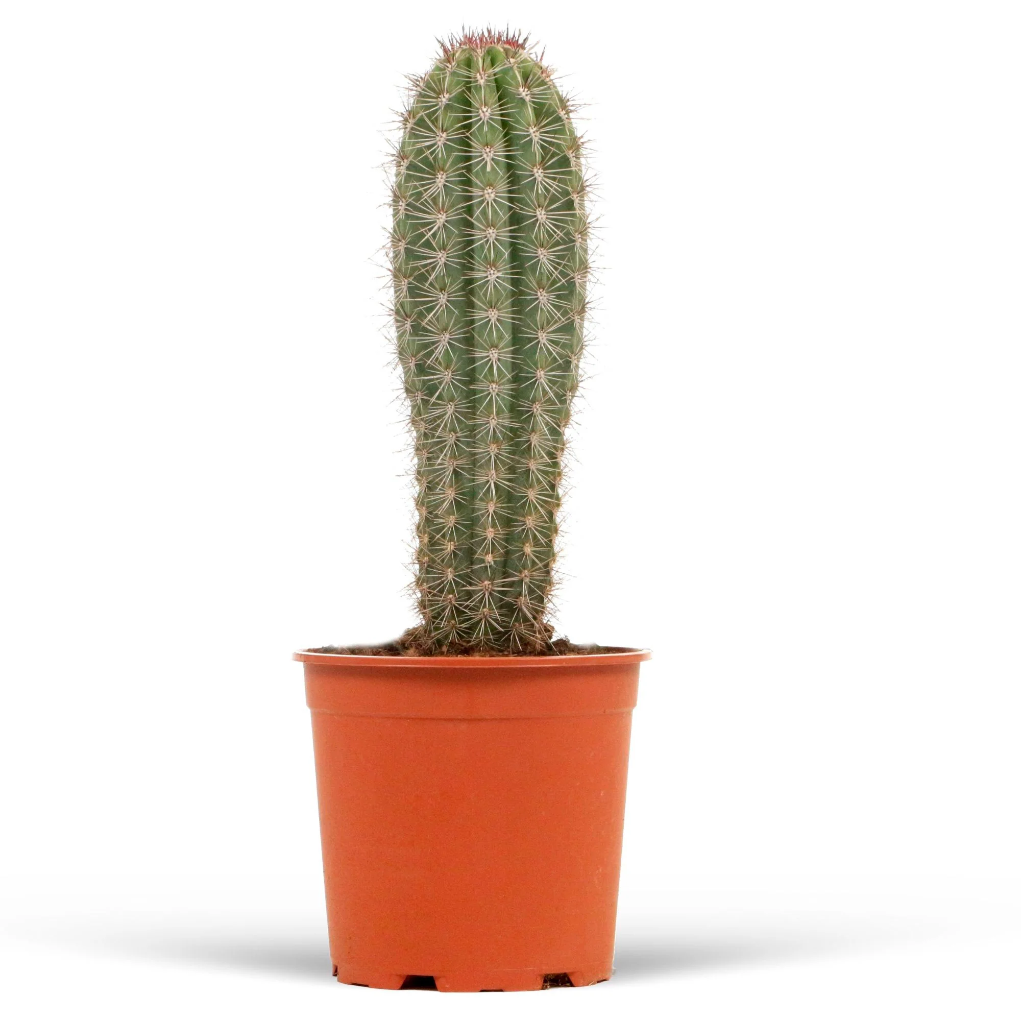 Cactus colonnaire Pachycereus pringlei - Image 4