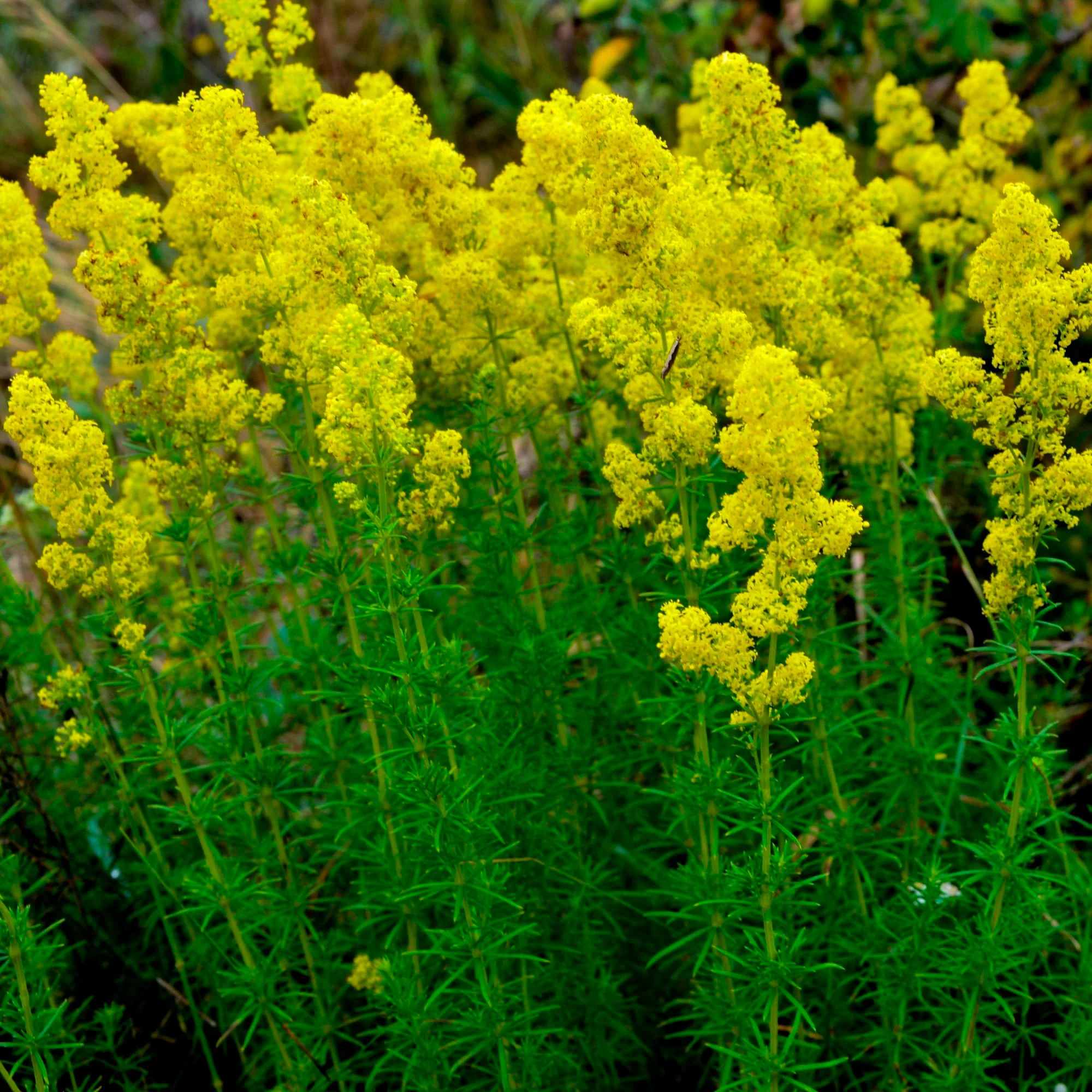 Caille-lait jaune Galium verum jaune Biologique
