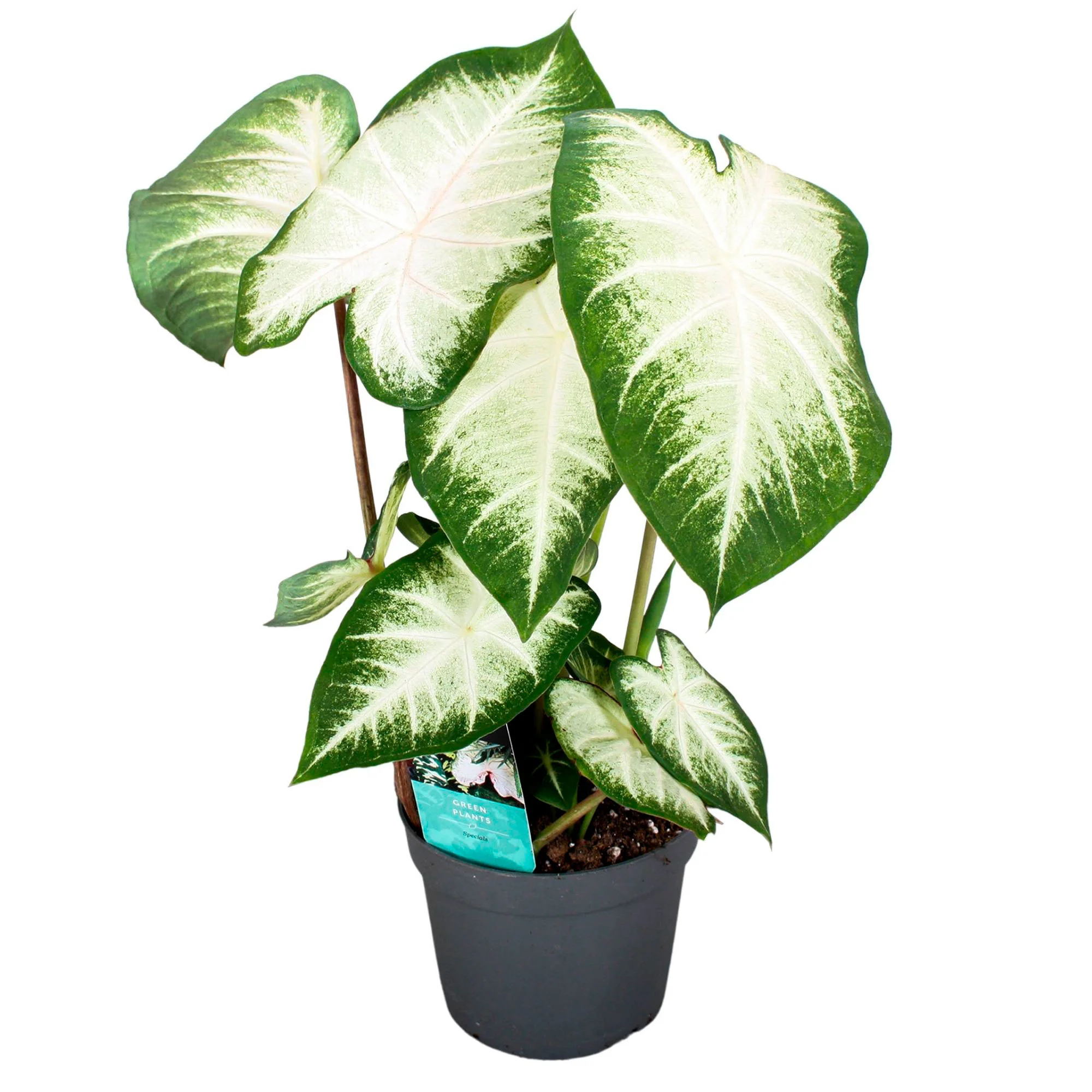 Caladium 'Aaron' - Image 2