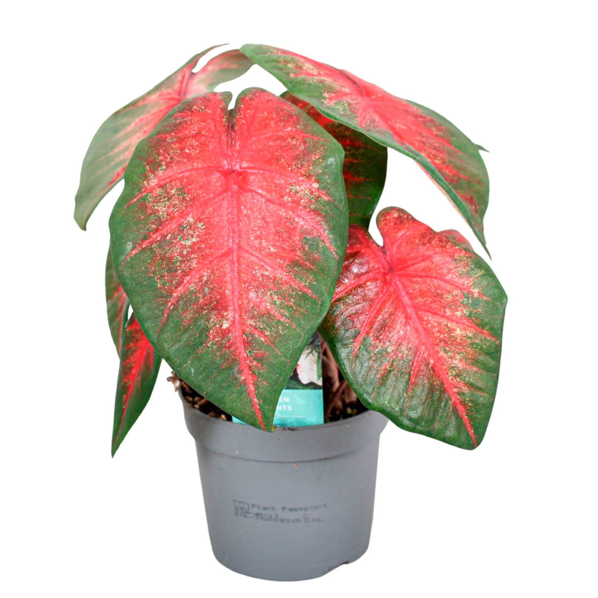 Caladium 'Bombshell'