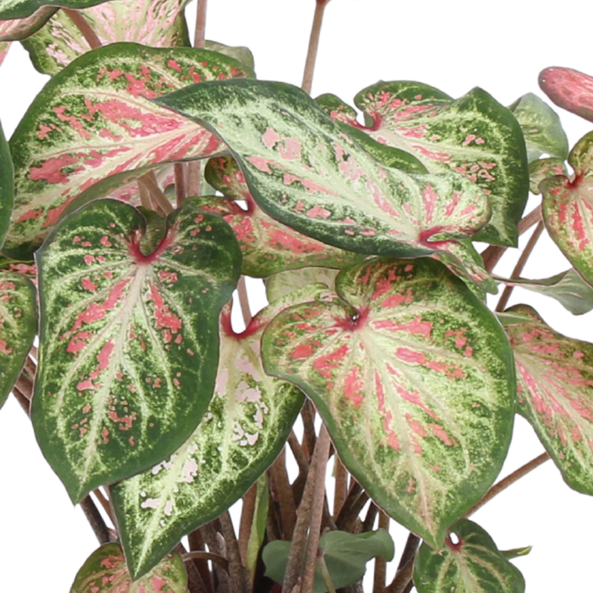 Caladium 'Candyland'