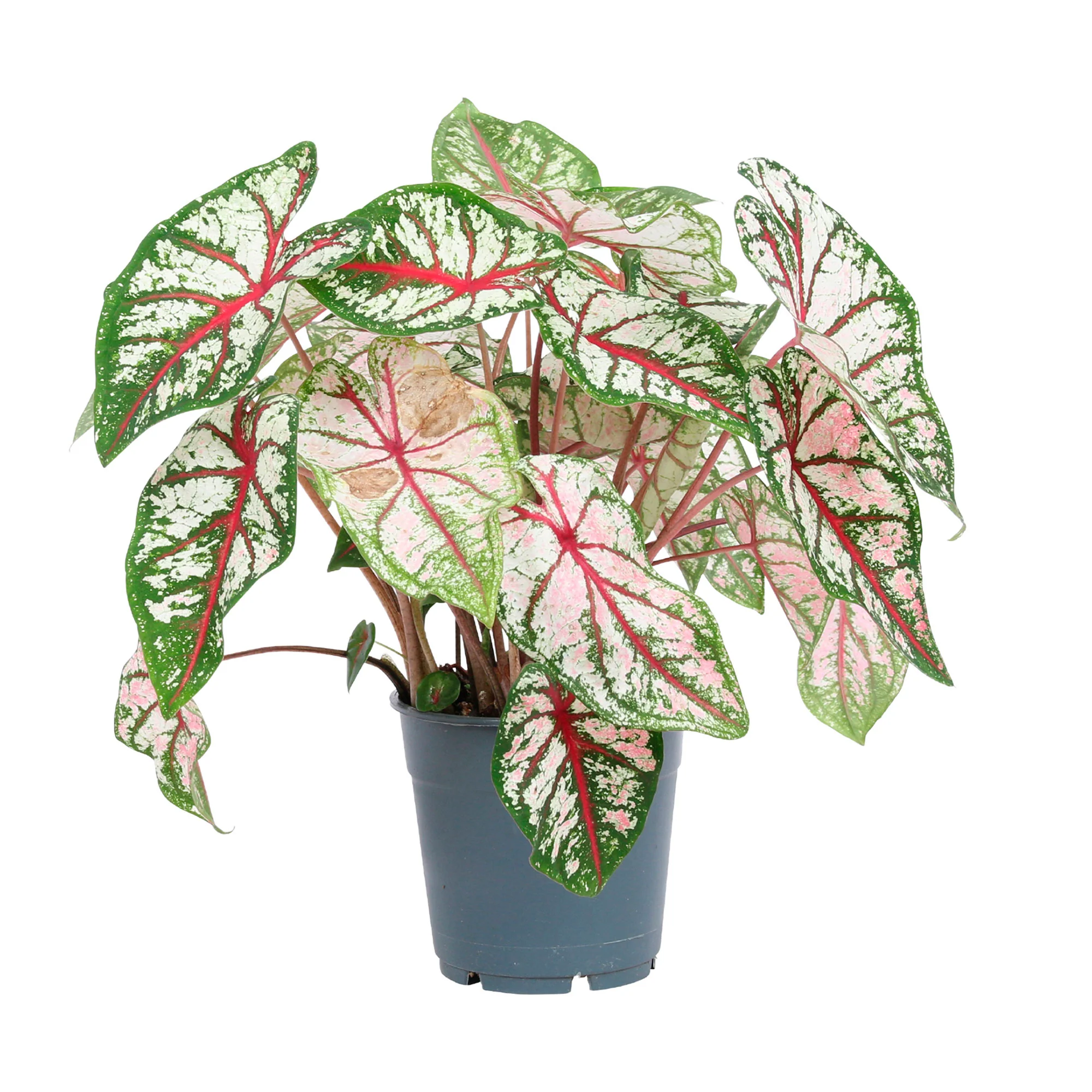 Caladium 'Carousel' - Image 3
