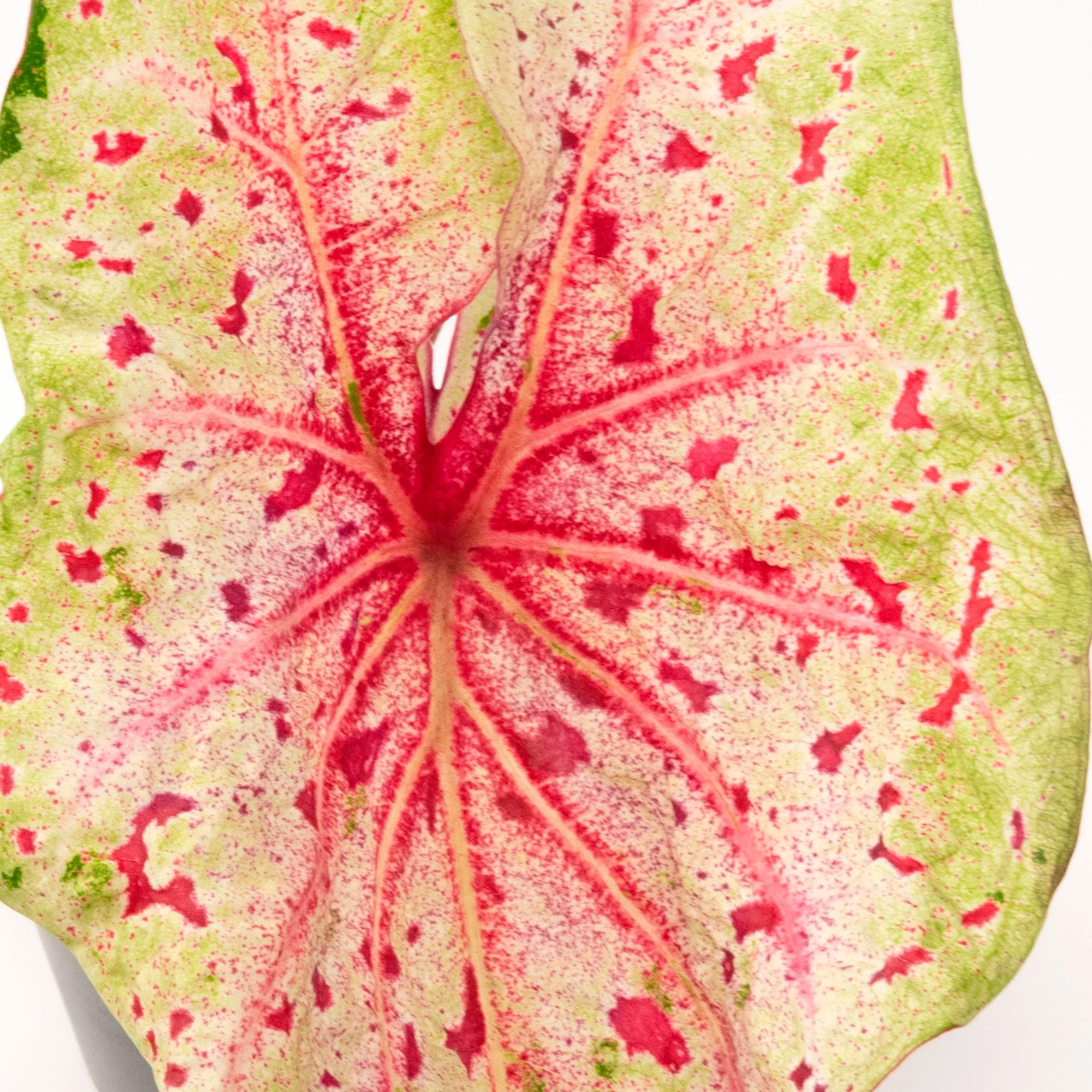 Caladium 'Miss Muffet' - Image 3