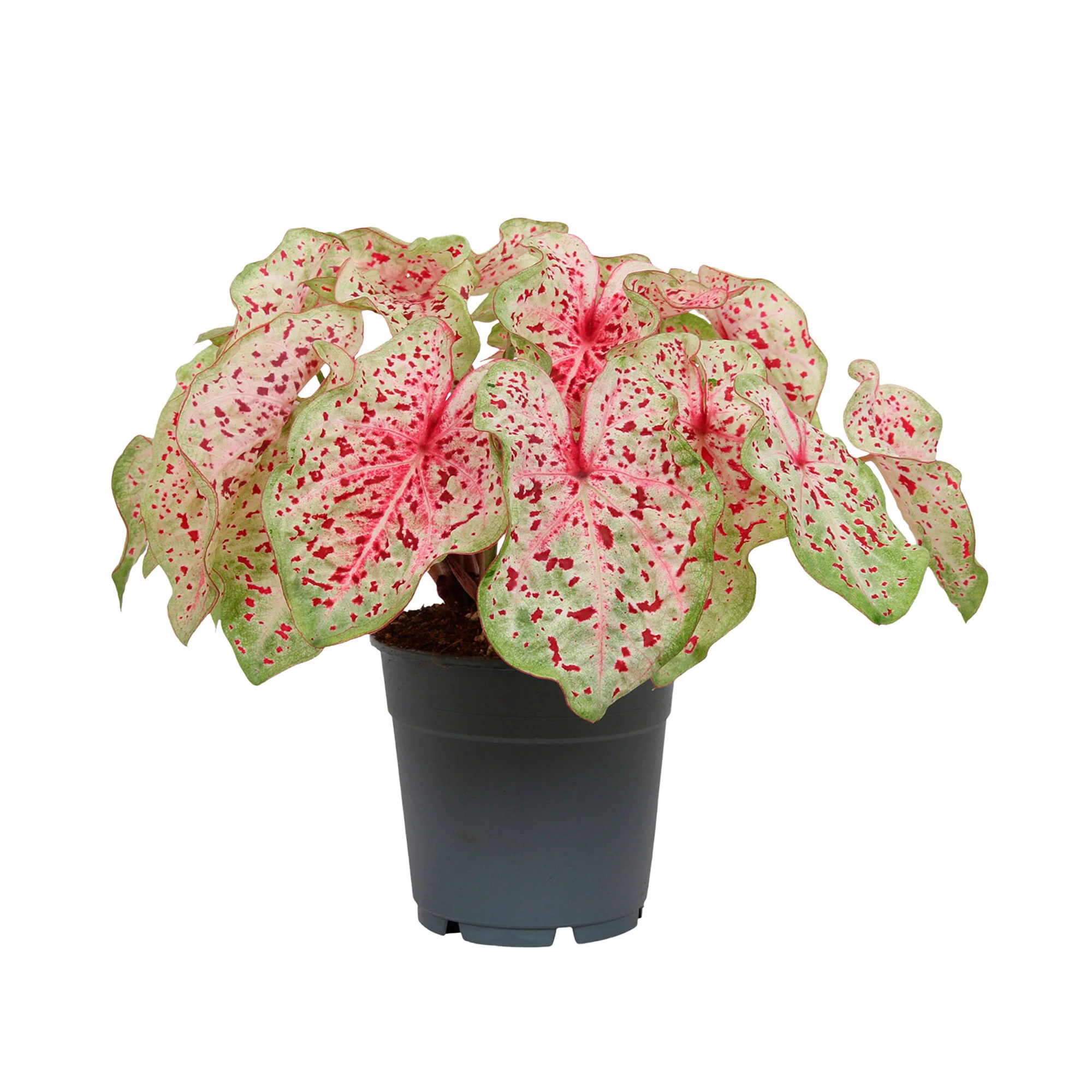 Caladium 'Miss Muffet' - Image 4