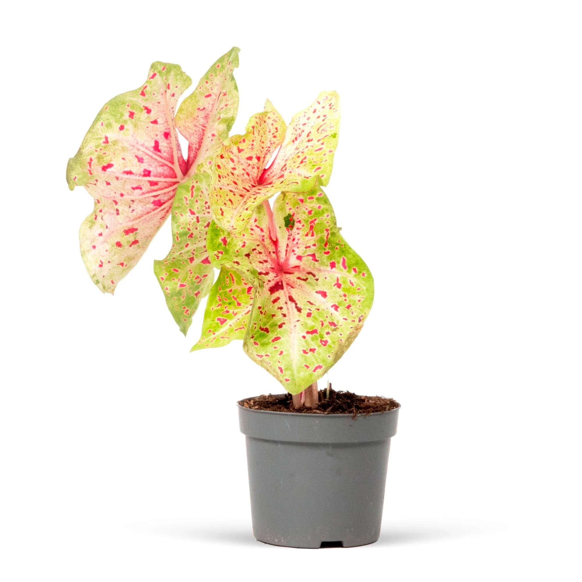 Caladium 'Miss Muffet' - Image 5