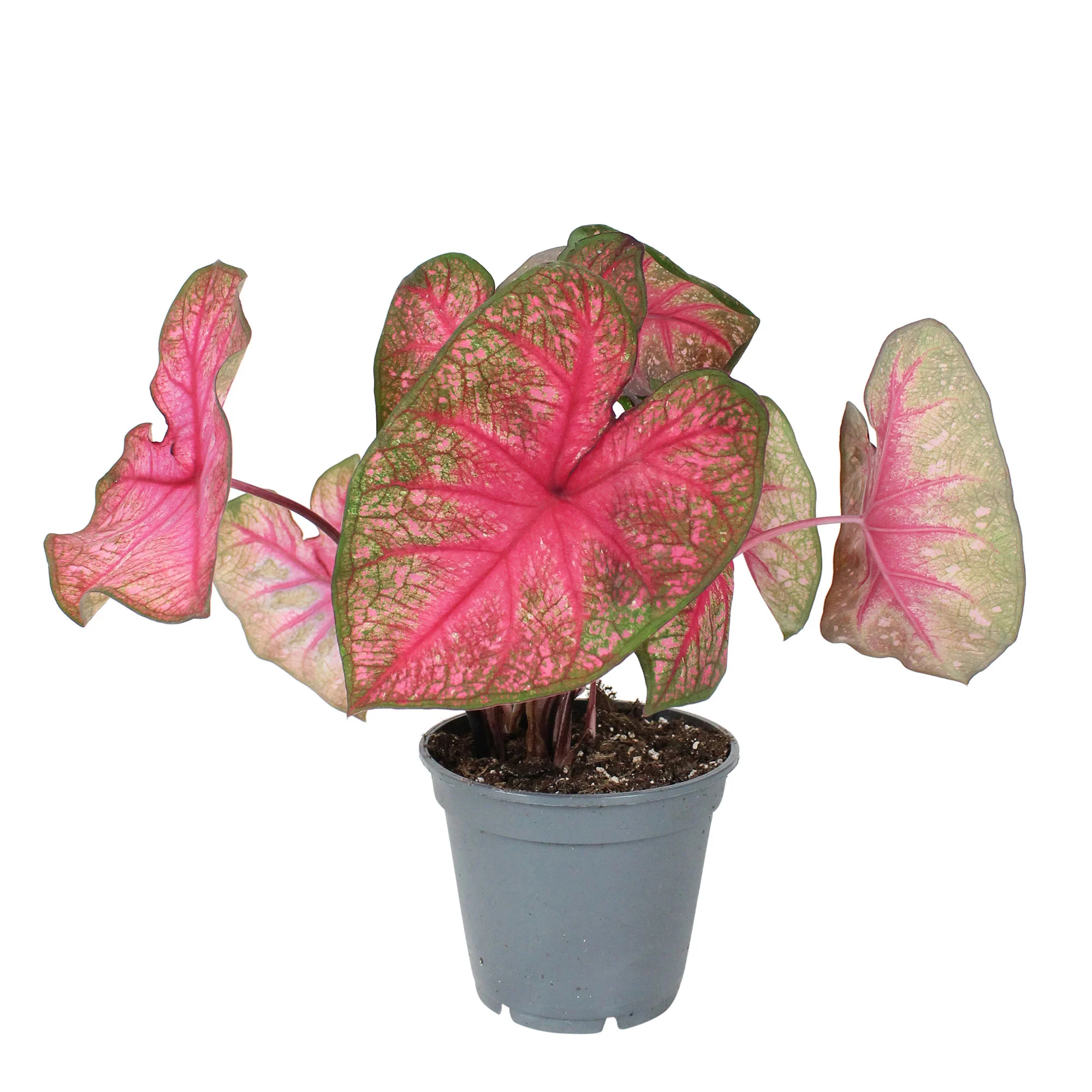 Caladium 'Party Punch' rose - Image 3
