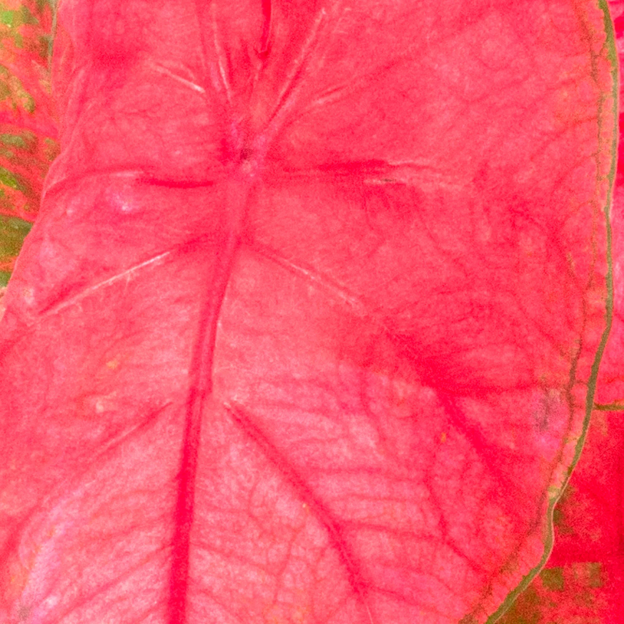 Caladium 'Postman Joyner' - Image 3