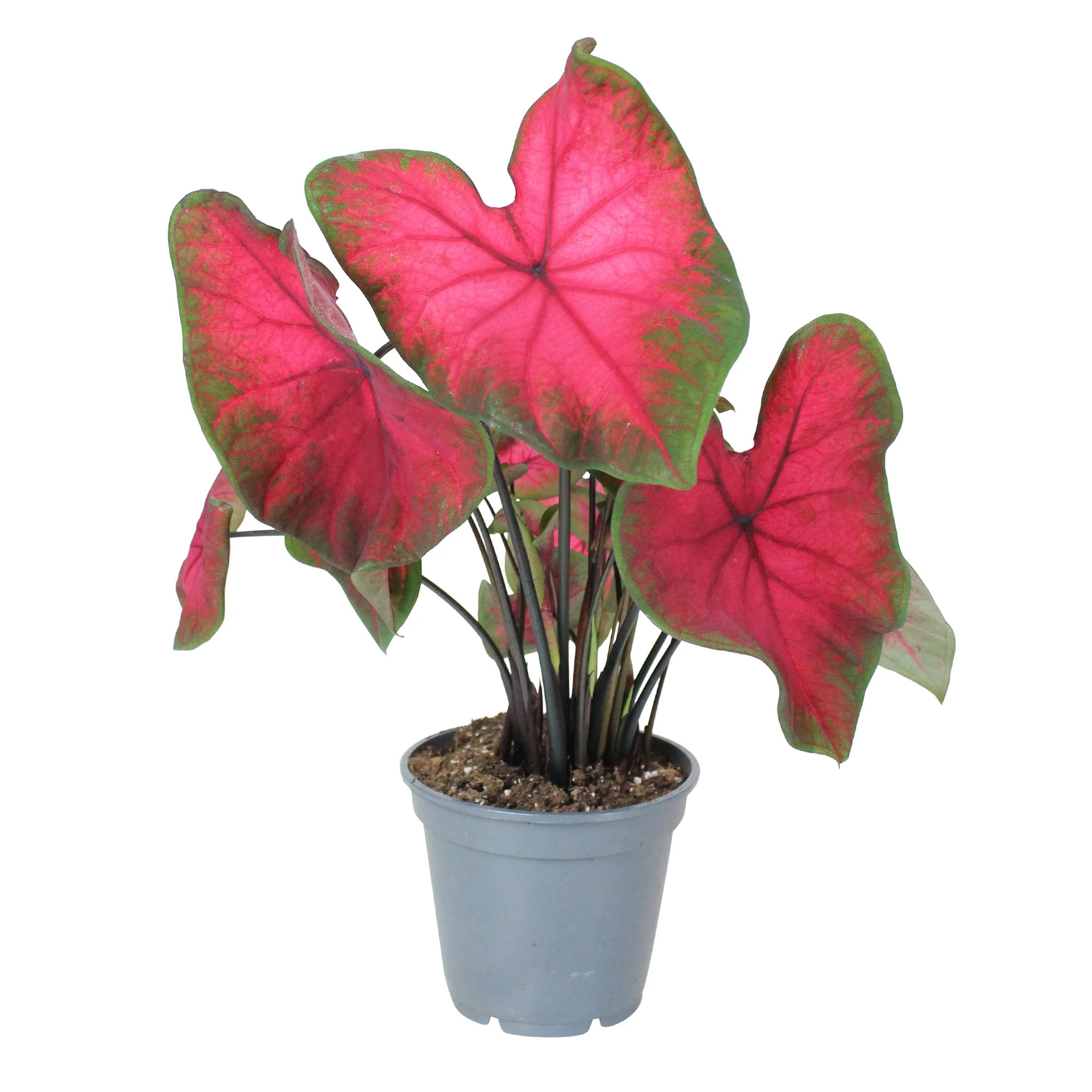 Caladium 'Postman Joyner' - Image 4