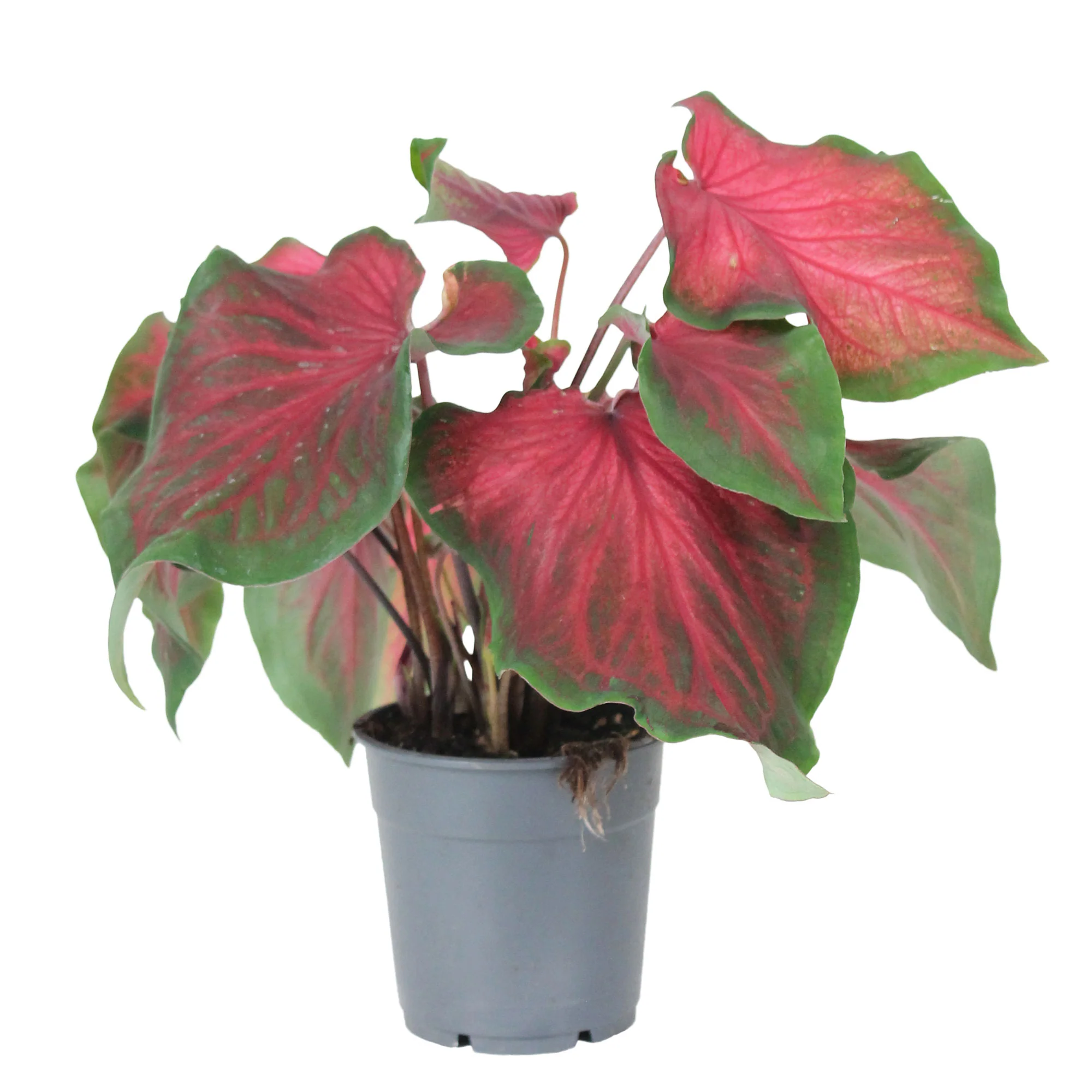 Caladium 'Red Ruffles' rouge - Image 3