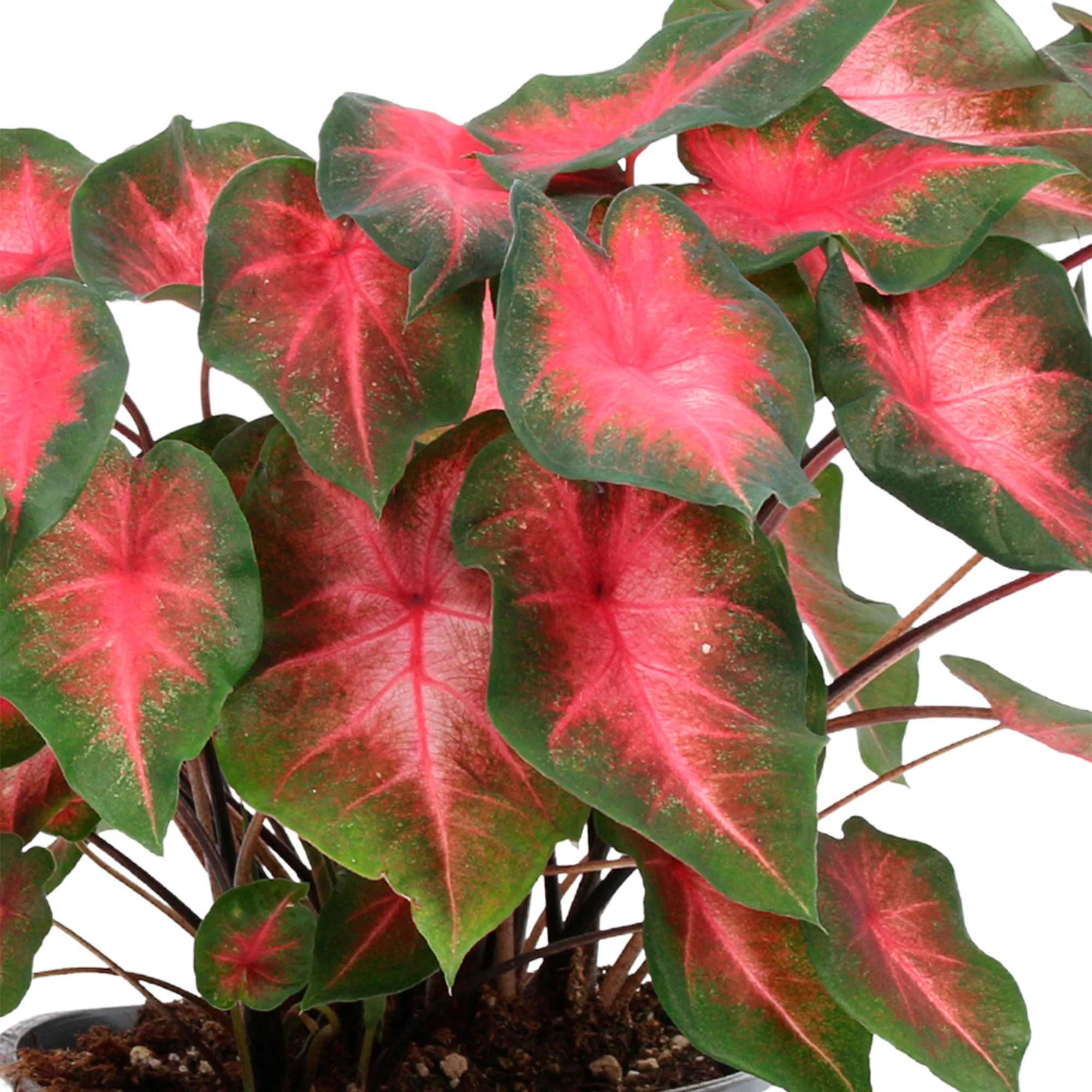 Caladium 'Sunset Pink'