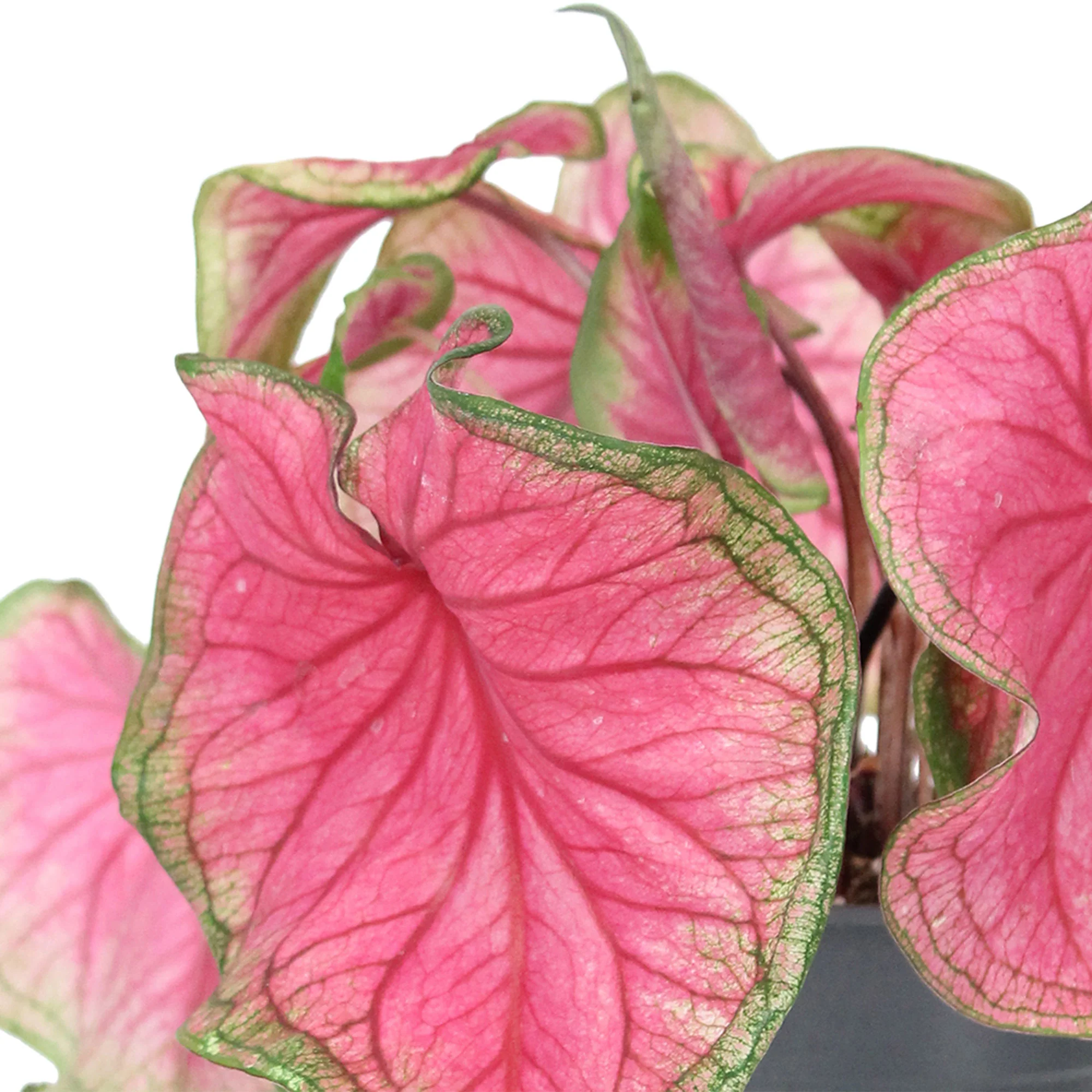 Caladium 'Sweetheart'