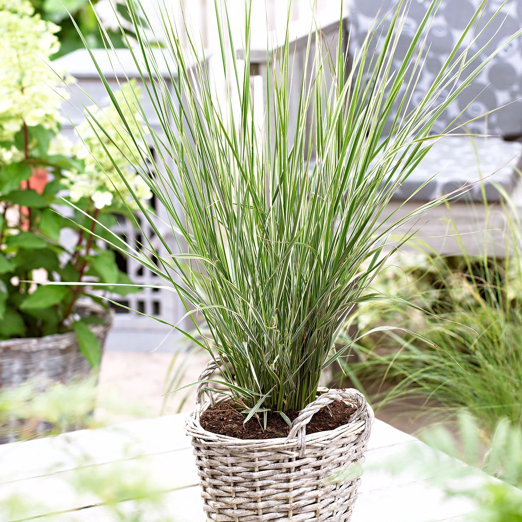 Calamagrostis 'Overdam' vert-crème - Image 4