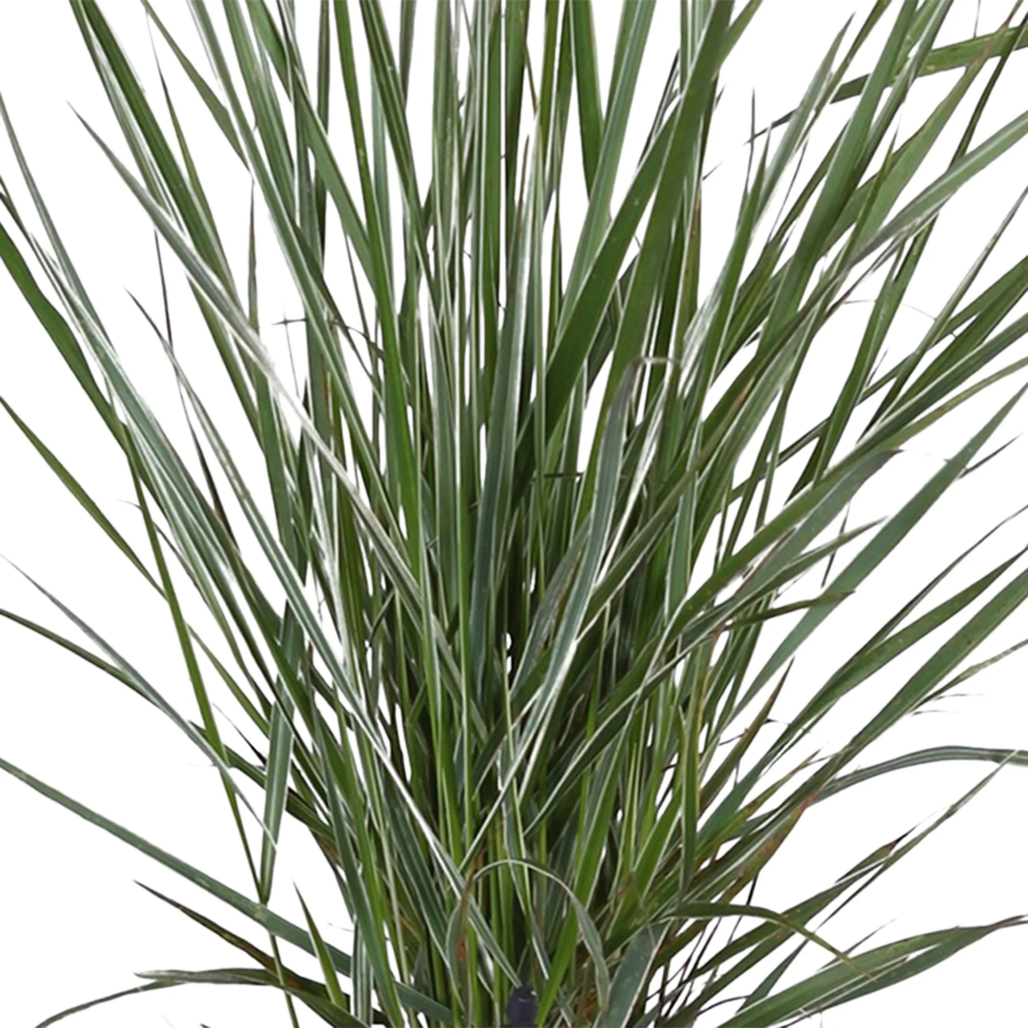 Calamagrostis 'Overdam' vert-crème - Image 7